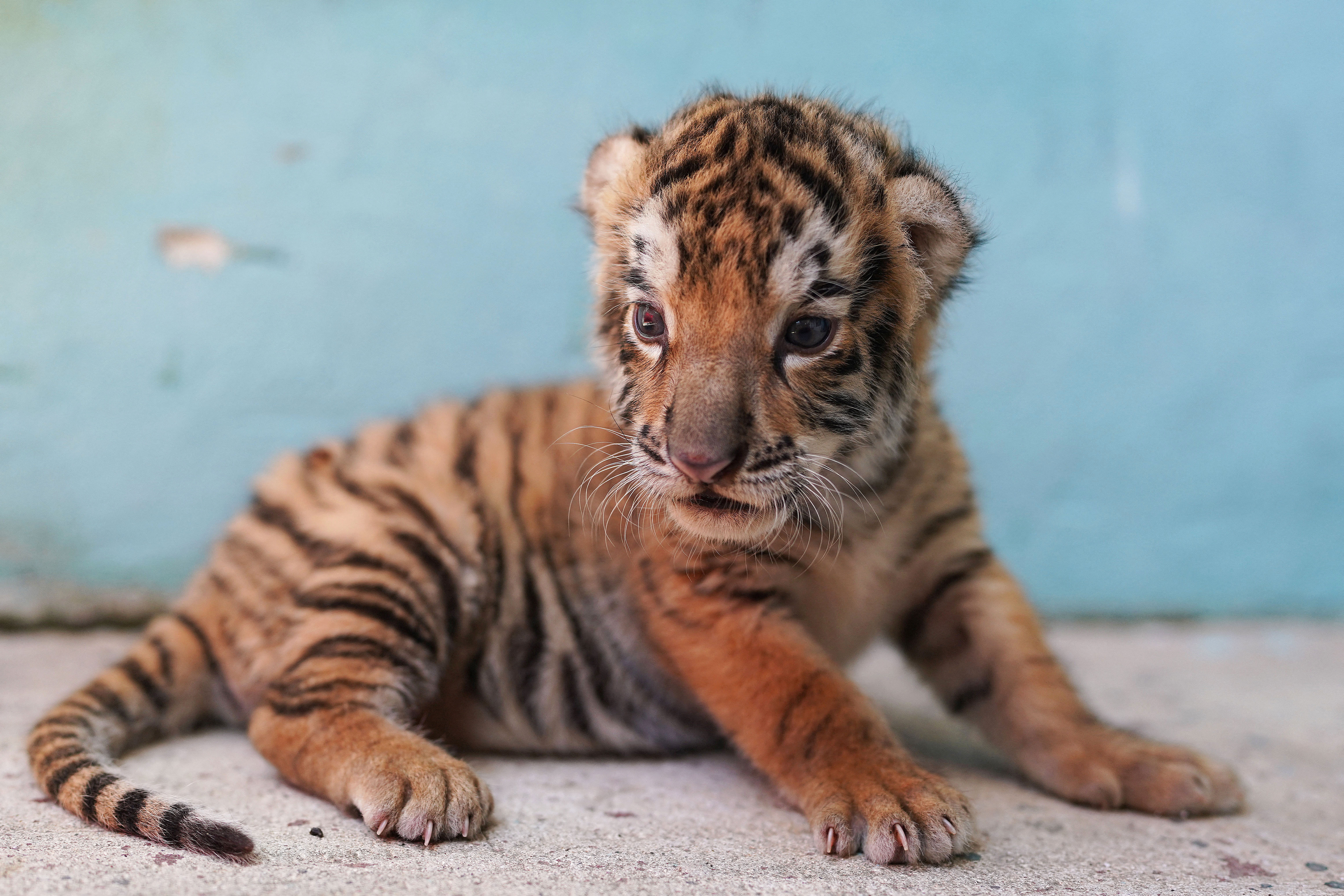 Ein bengalisches Tigerbaby im Zoo in Havanna, Kuba, am 29. Juli 2022| Bildquelle: © REUTERS/Alexandre Meneghini | Bilder sind in der Regel urheberrechtlich geschützt