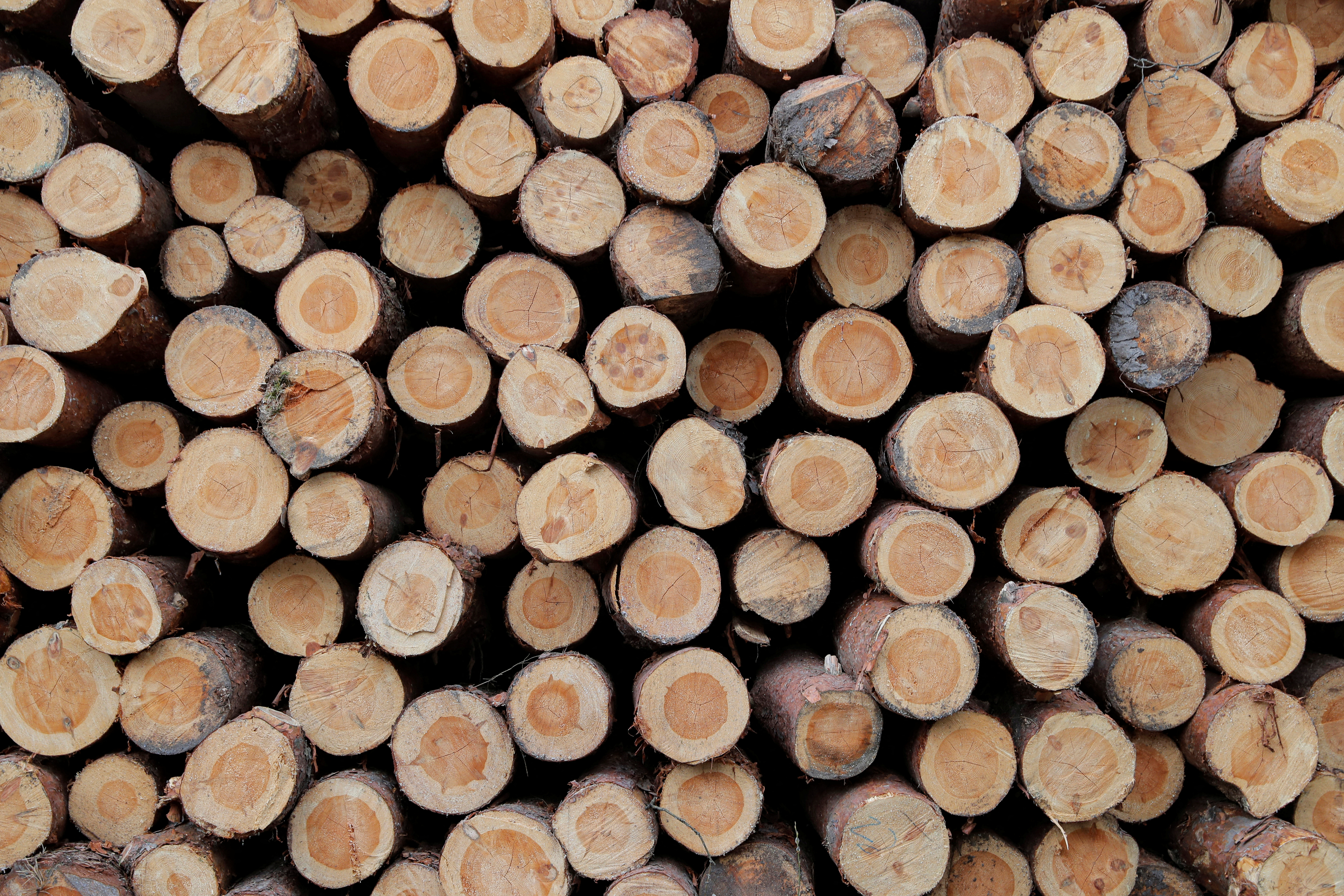 Stacked logs are seen in a forest near the village of Barsuki, Belarus April 21, 2020.  REUTERS/Vasily Fedosenko