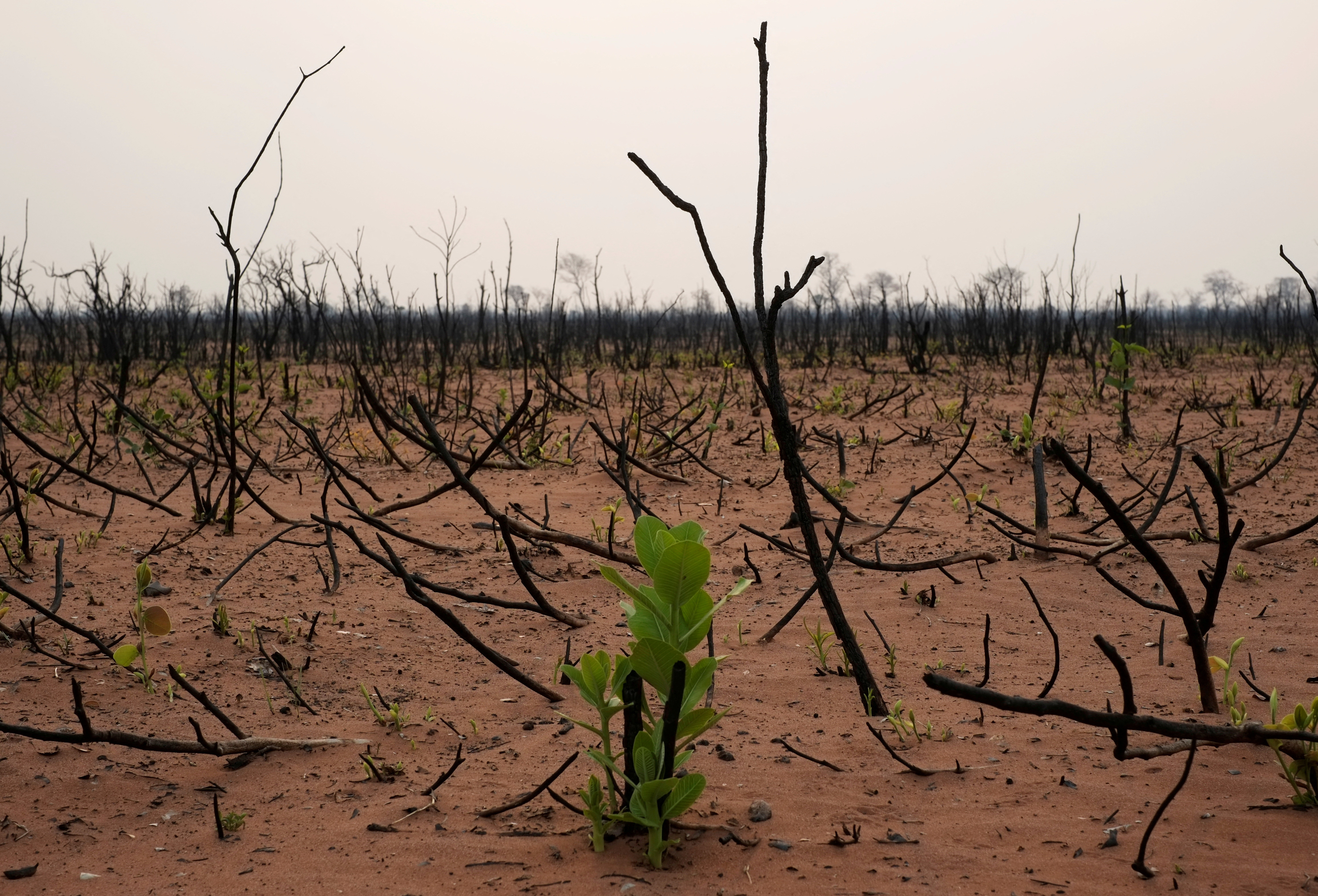Plants are seen in a burned forest at the Nembi Guasu conservation area in the Charagua