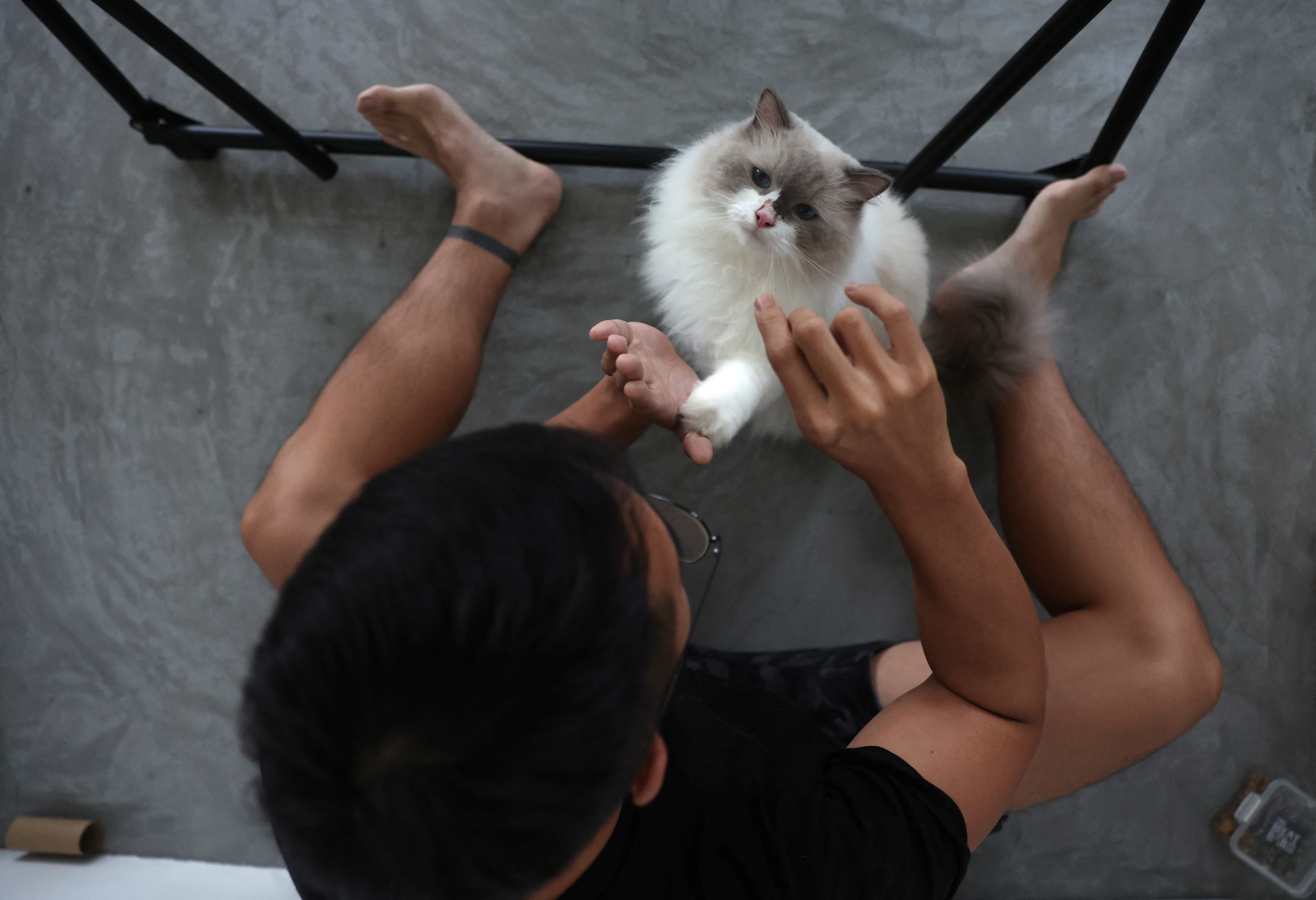 Owner Justin Sim, 29, plays with his Ragdoll cat, Mooncake, in his Housing and Development Board (HDB) flat in Singapore