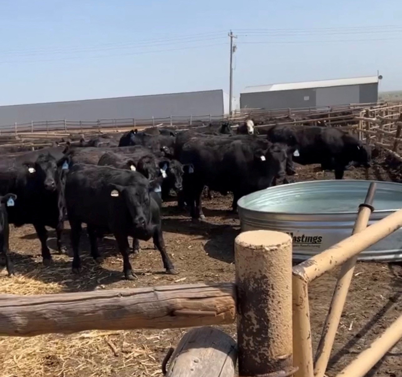 Exclusive: Thousands of U.S. cattle buried, dumped at Kansas landfill ...