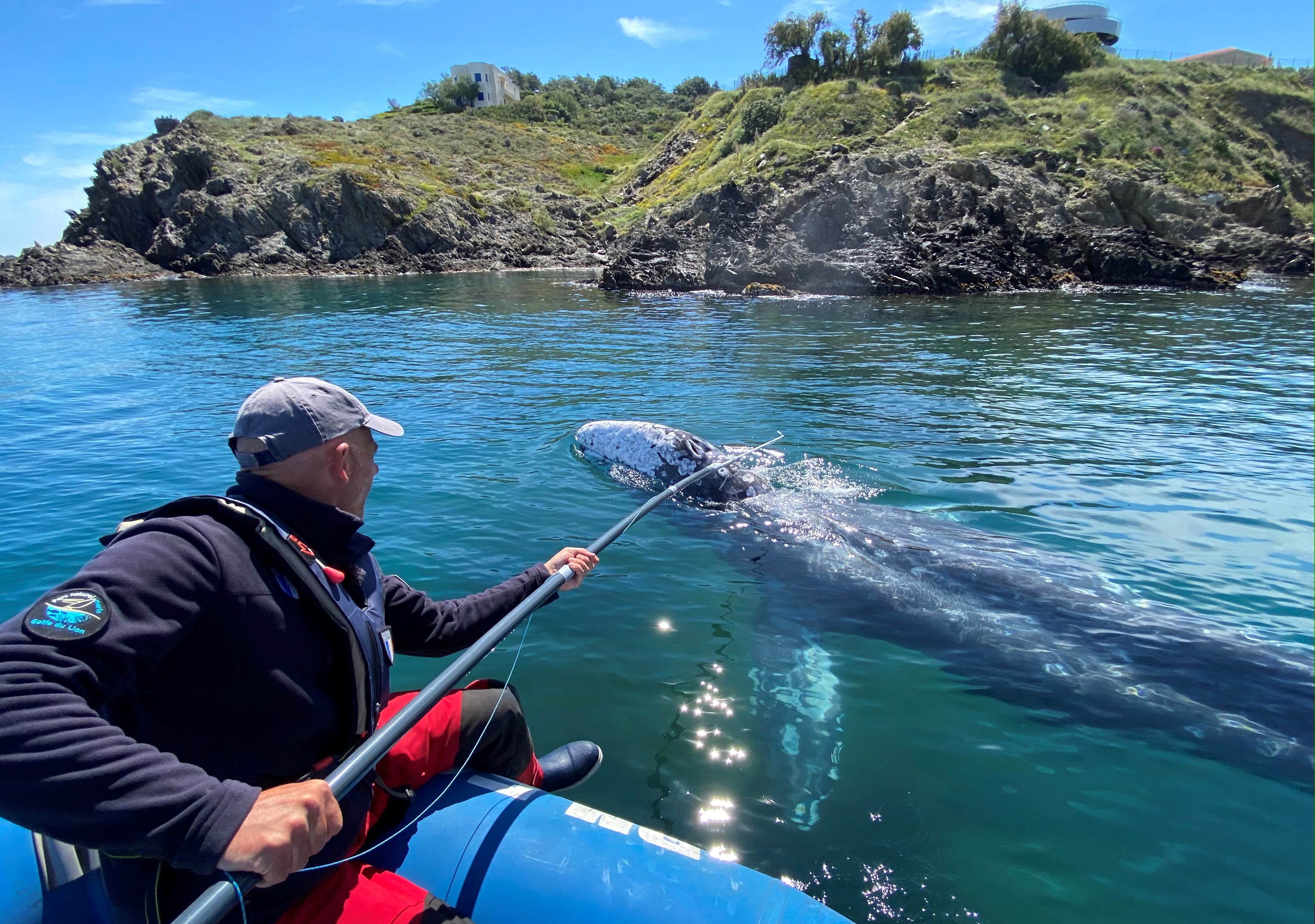 Thierry Auga-Bascou, scientist and member of the French Biodiversity Agency, takes a skin sample of Wally, the 15 month old gray whale, swimming in the Mediterranean Sea past the coast of Argeles-Sur-Mer, France, May 6, 2021. REUTERS/Alexandre Minguez 