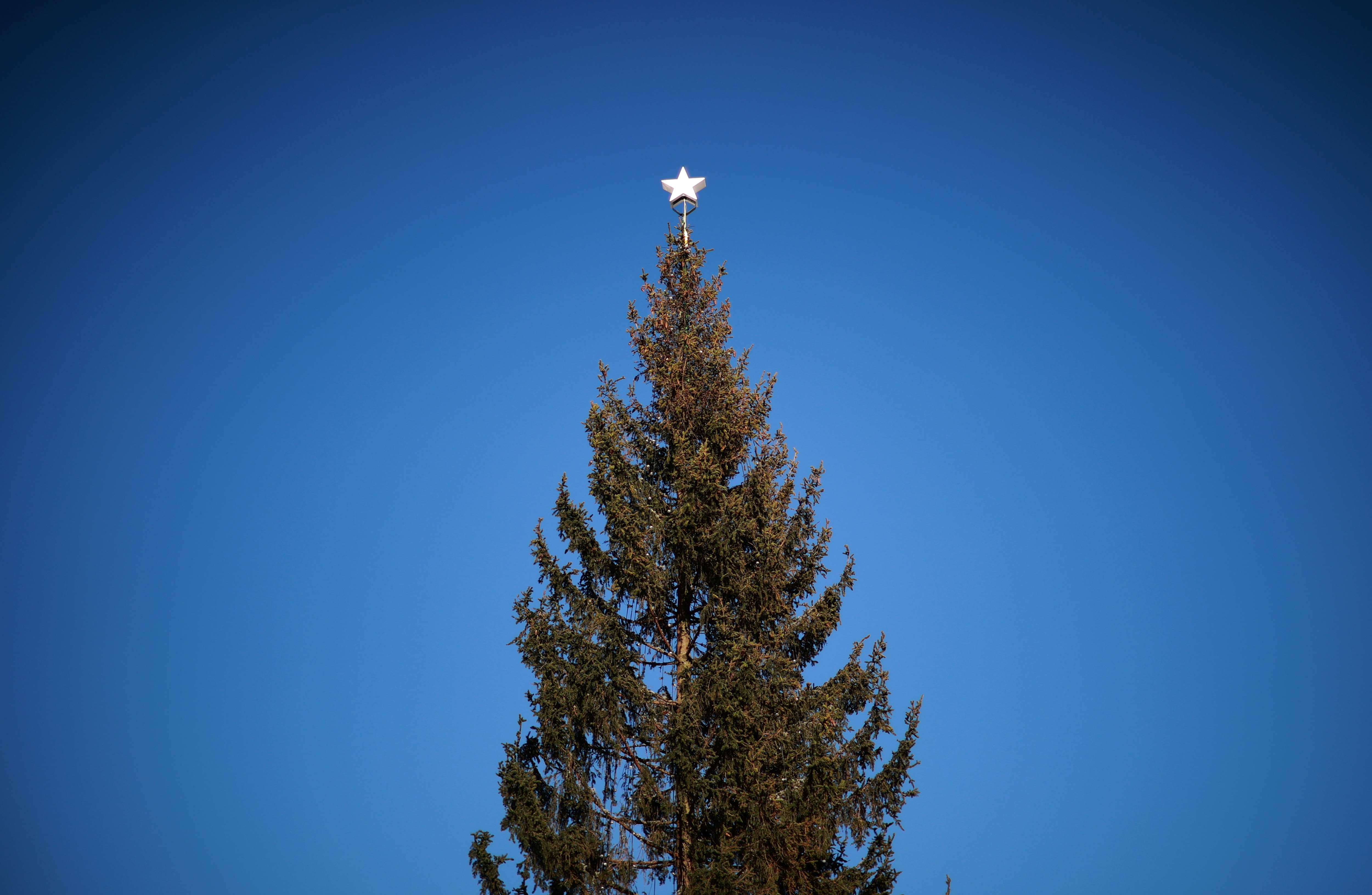 Norway's 'Threadbare' Christmas Tree Present Underwhelms Some In Britain | Reuters