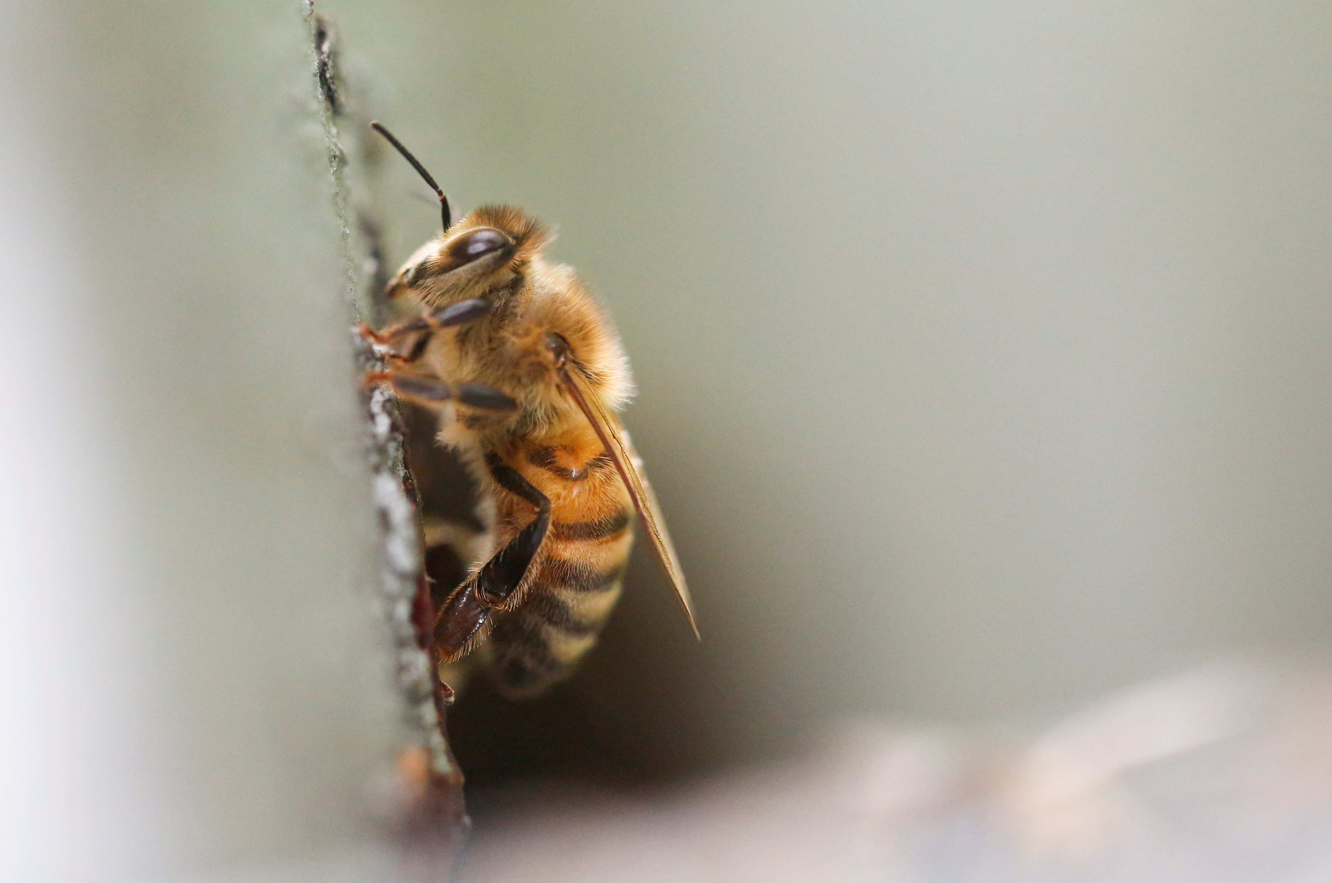 Se ve una abeja cerca de su colmena en Chaudron-en Mauges