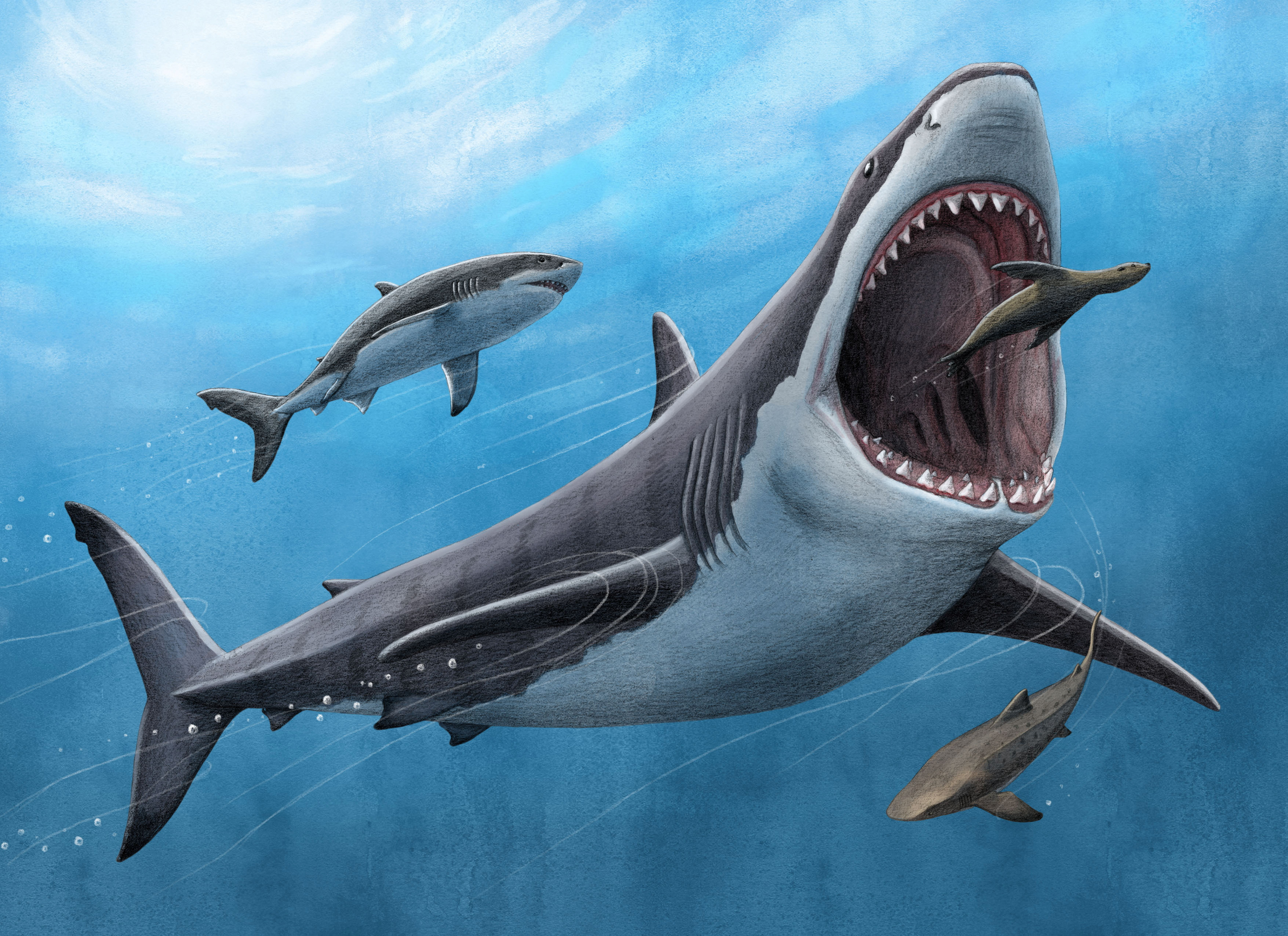 how to draw a megalodon shark step by step