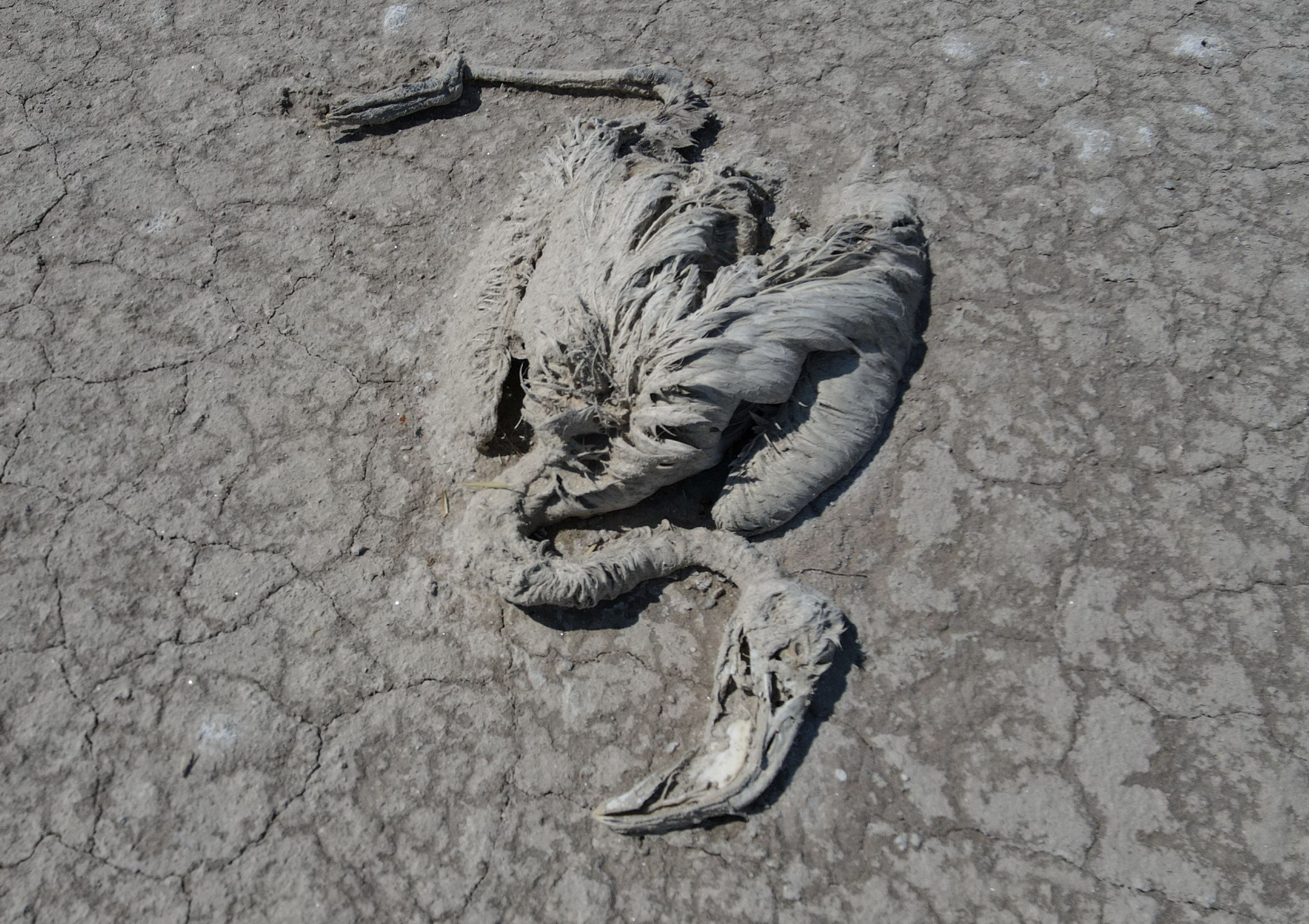 The remains of a flamingo that died of drought is seen in Turkey's Lake Tuz