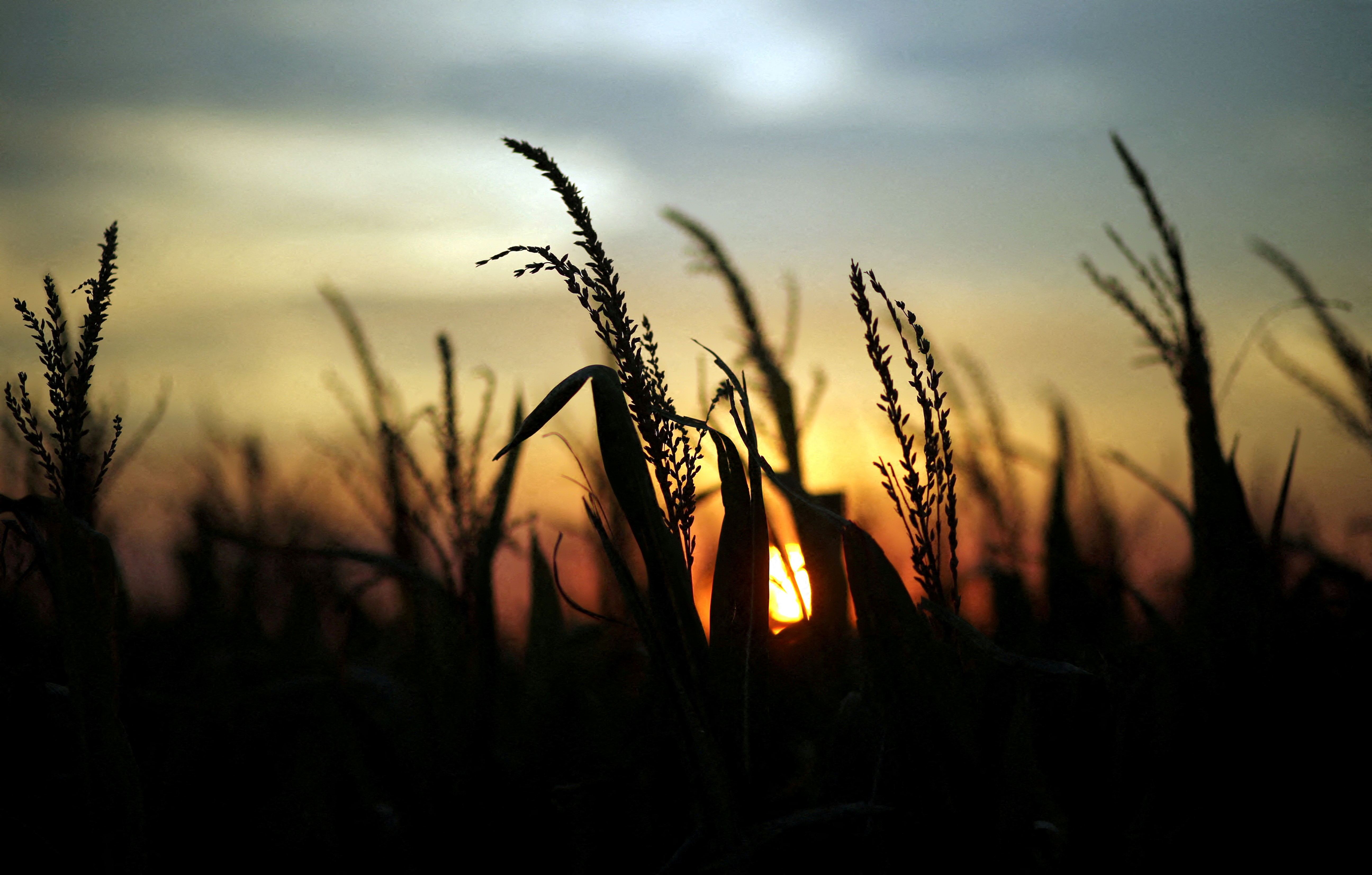 Corn plants are seen at sunset in a farm near Rafaela, Argentina, April 9, 2018. Picture taken April 9, 2018. REUTERS/Marcos Brindicci