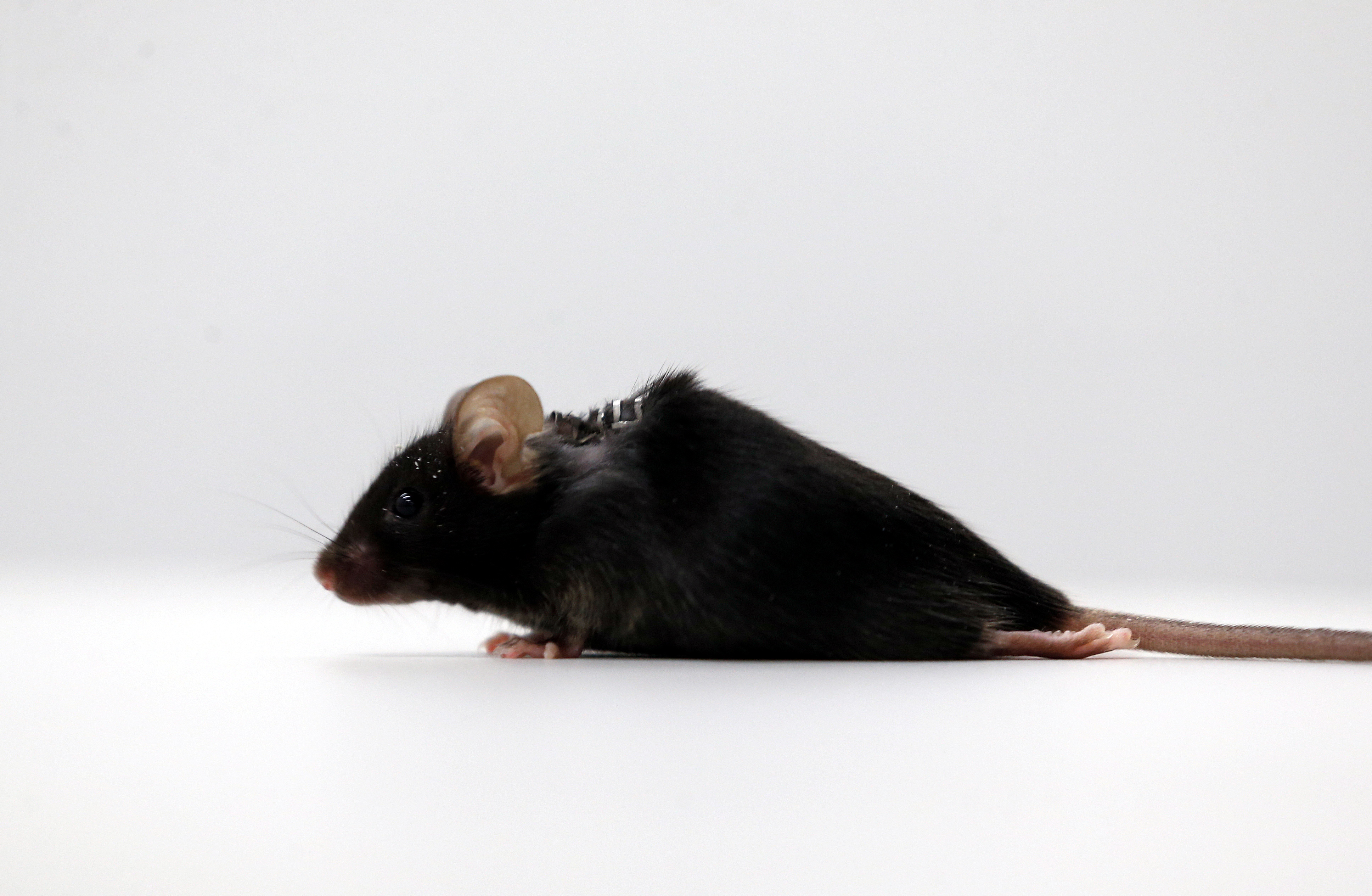 German scientists make paralyzed mice walk again | Reuters