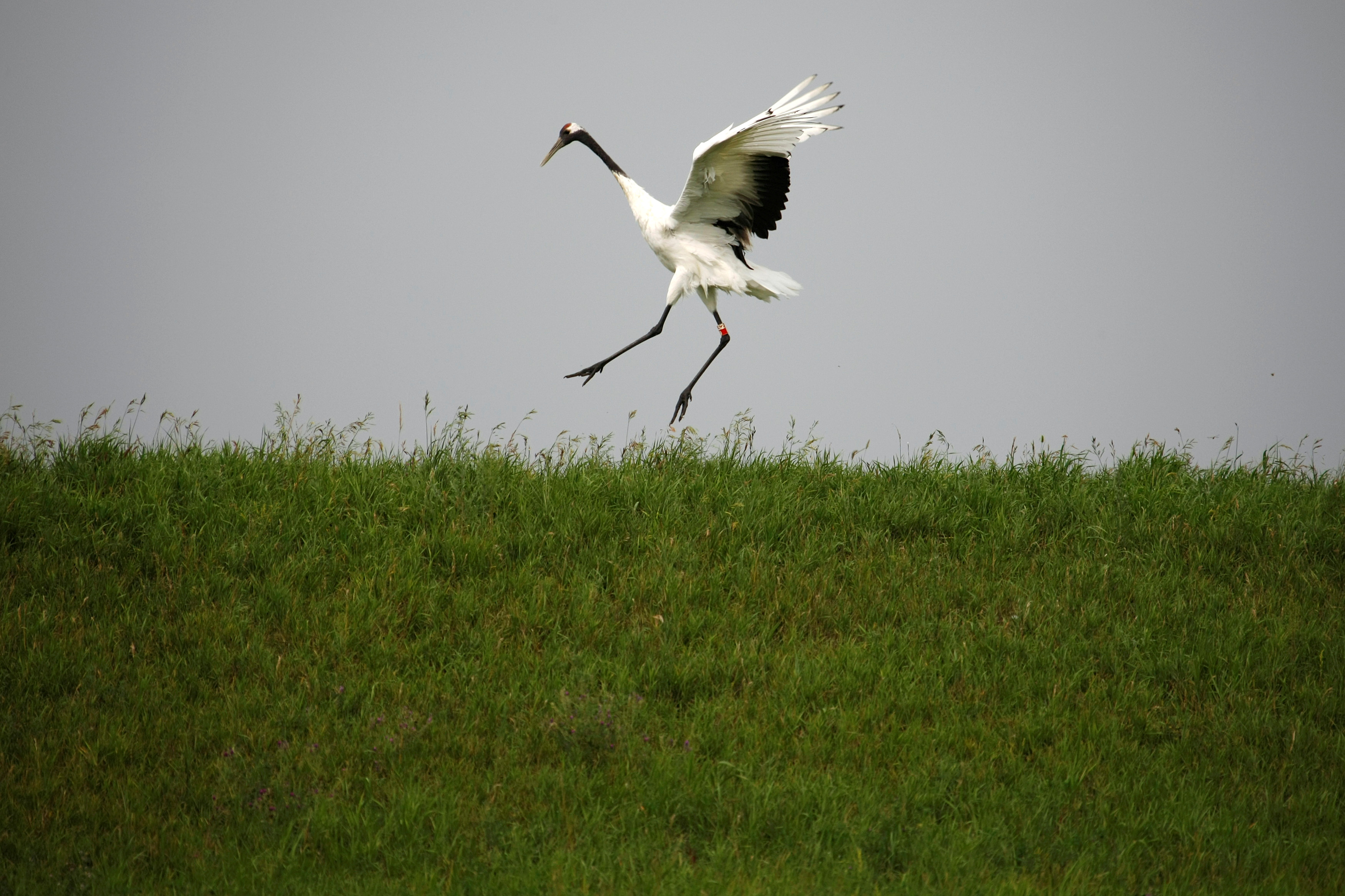 A red-crowned crane spreads its wings in Zhalong Nature Reserve, in Heilongjiang province