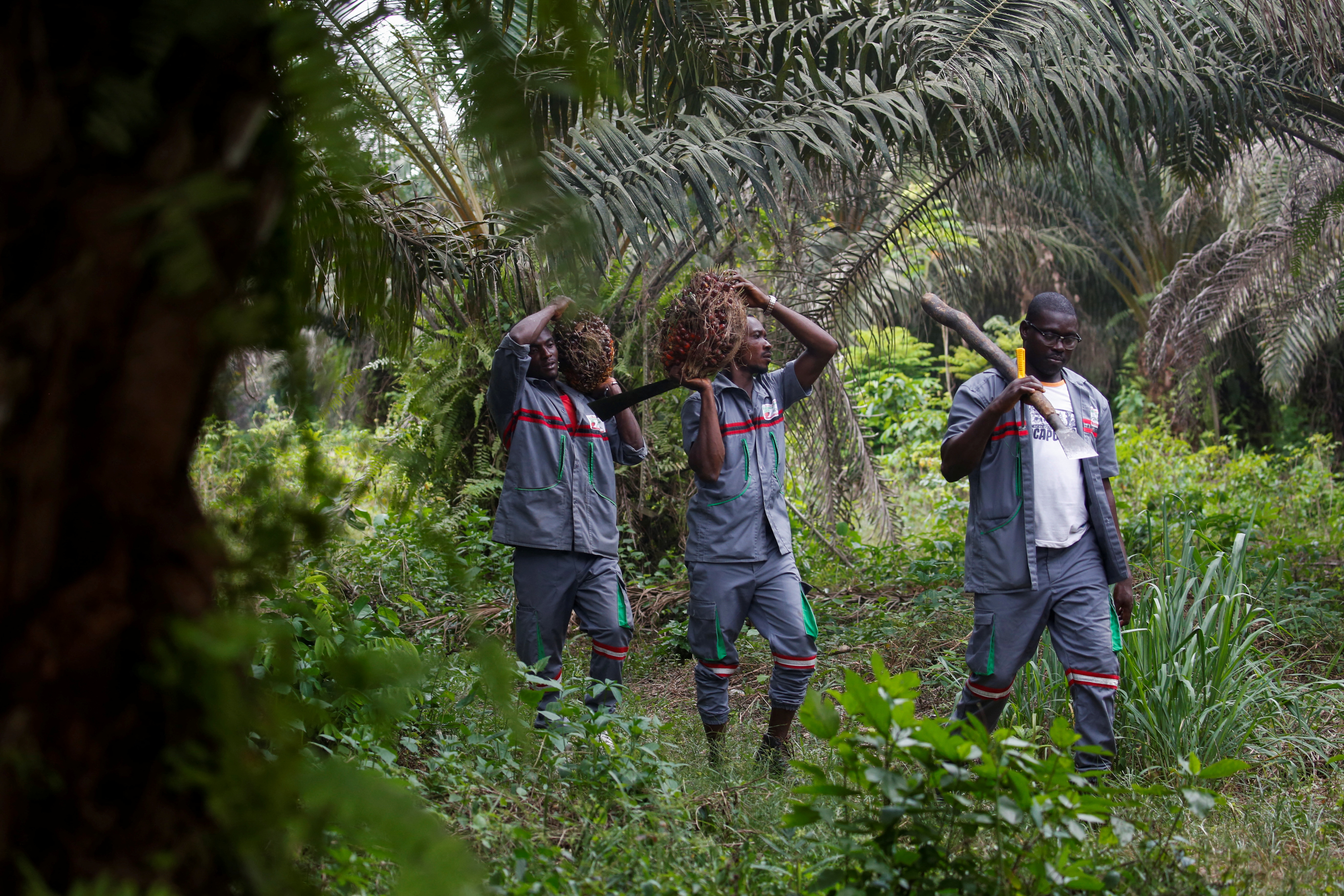 Workers carry palm oil fruit bunches at Agrivar's palm oil plantation in Adiake