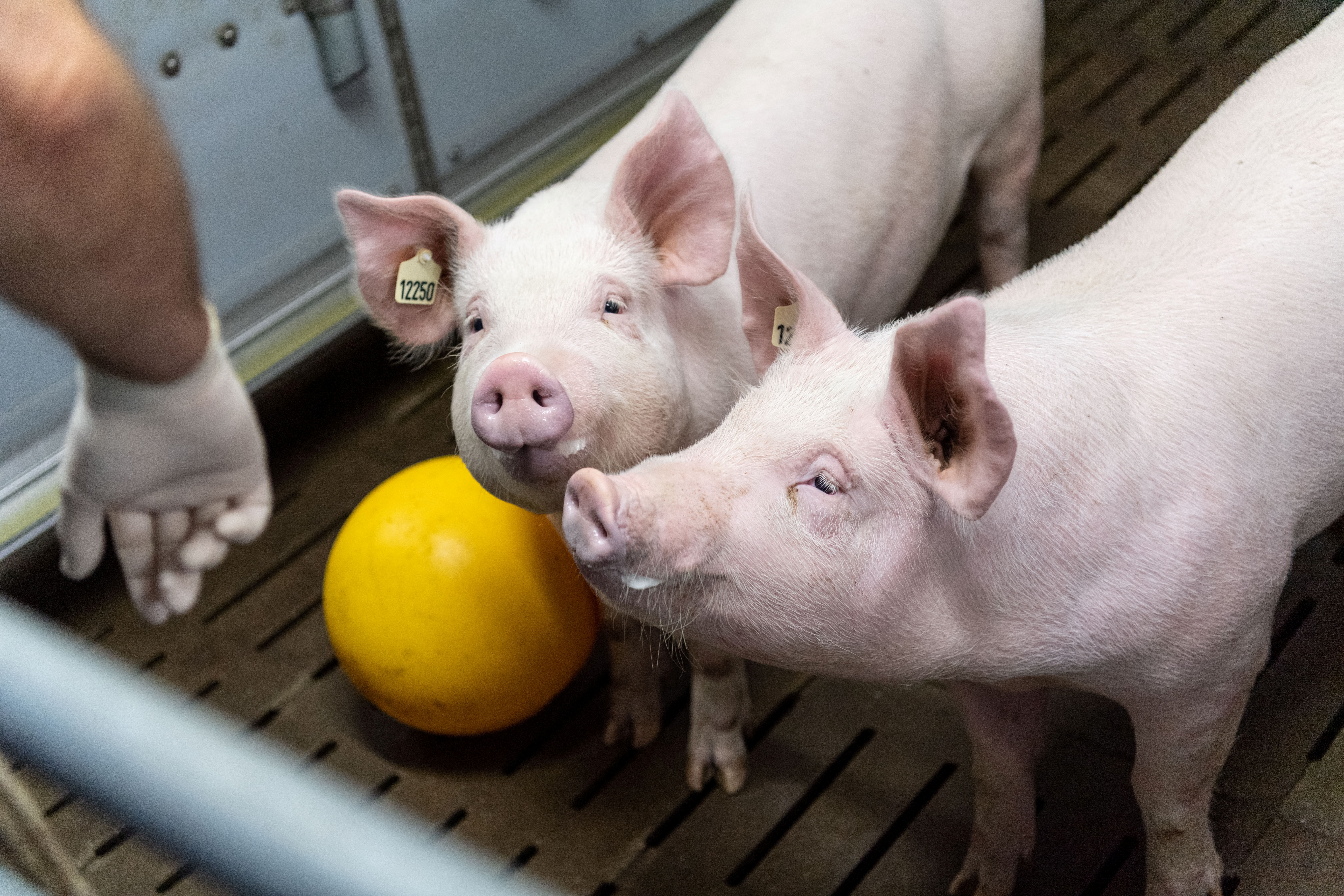 Suínos são criados para transplante em humanos - fazenda de testes n Alemanha