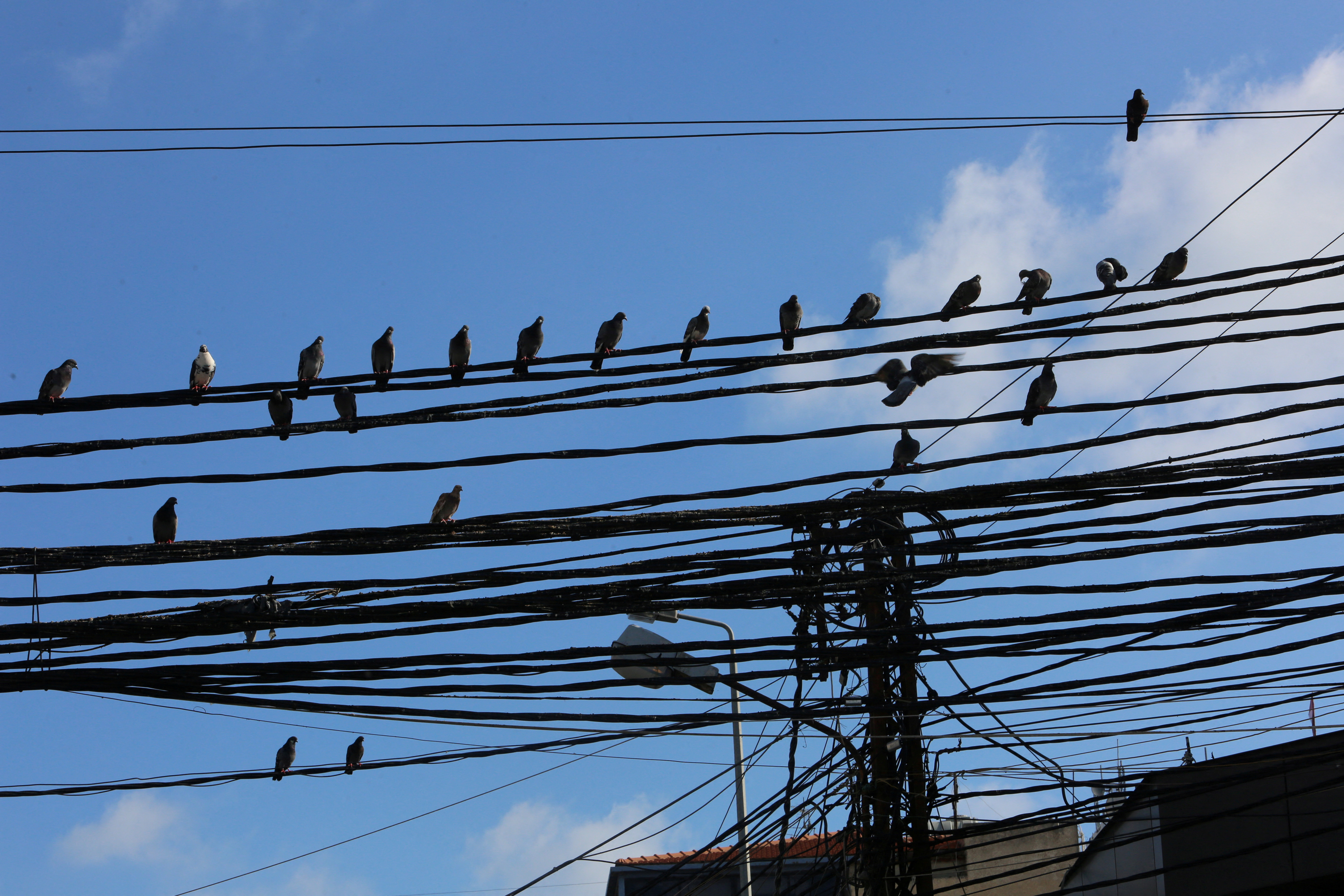 Birds sit on electricity cables in Tyre