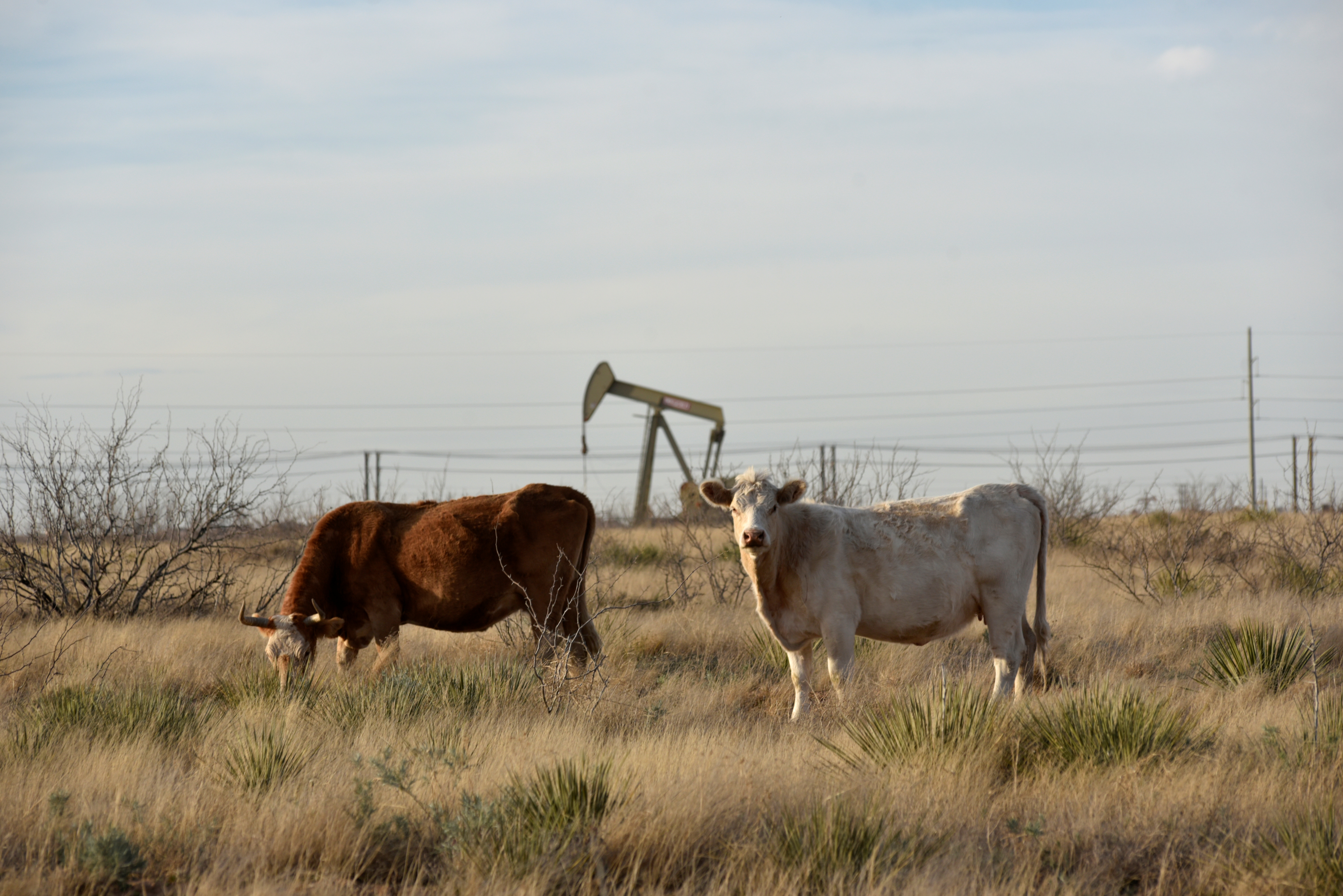 Cows graze in an oil production field in Midland