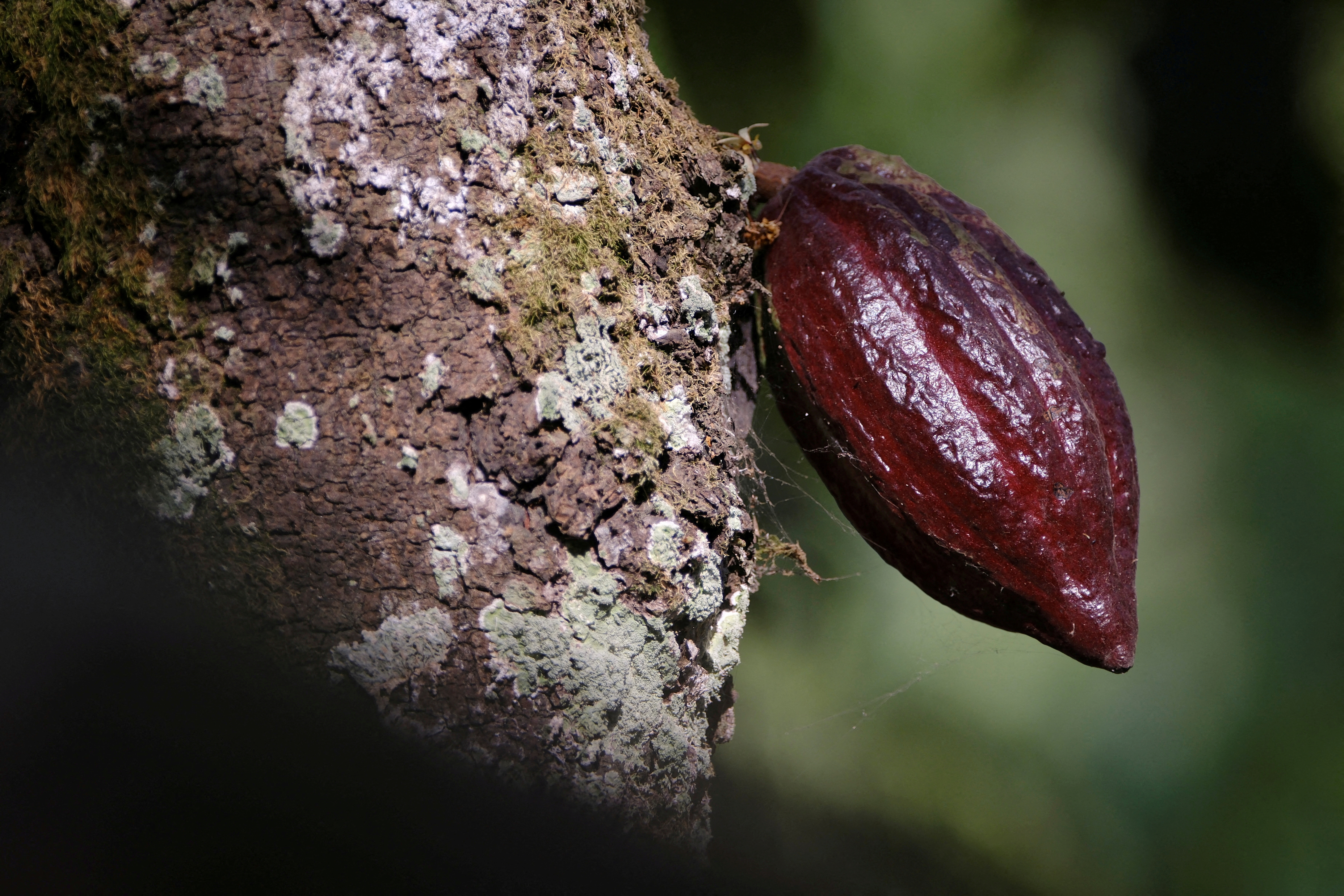 A cocoa pod grows on a farm in Osino in the Eastern Region, Ghana