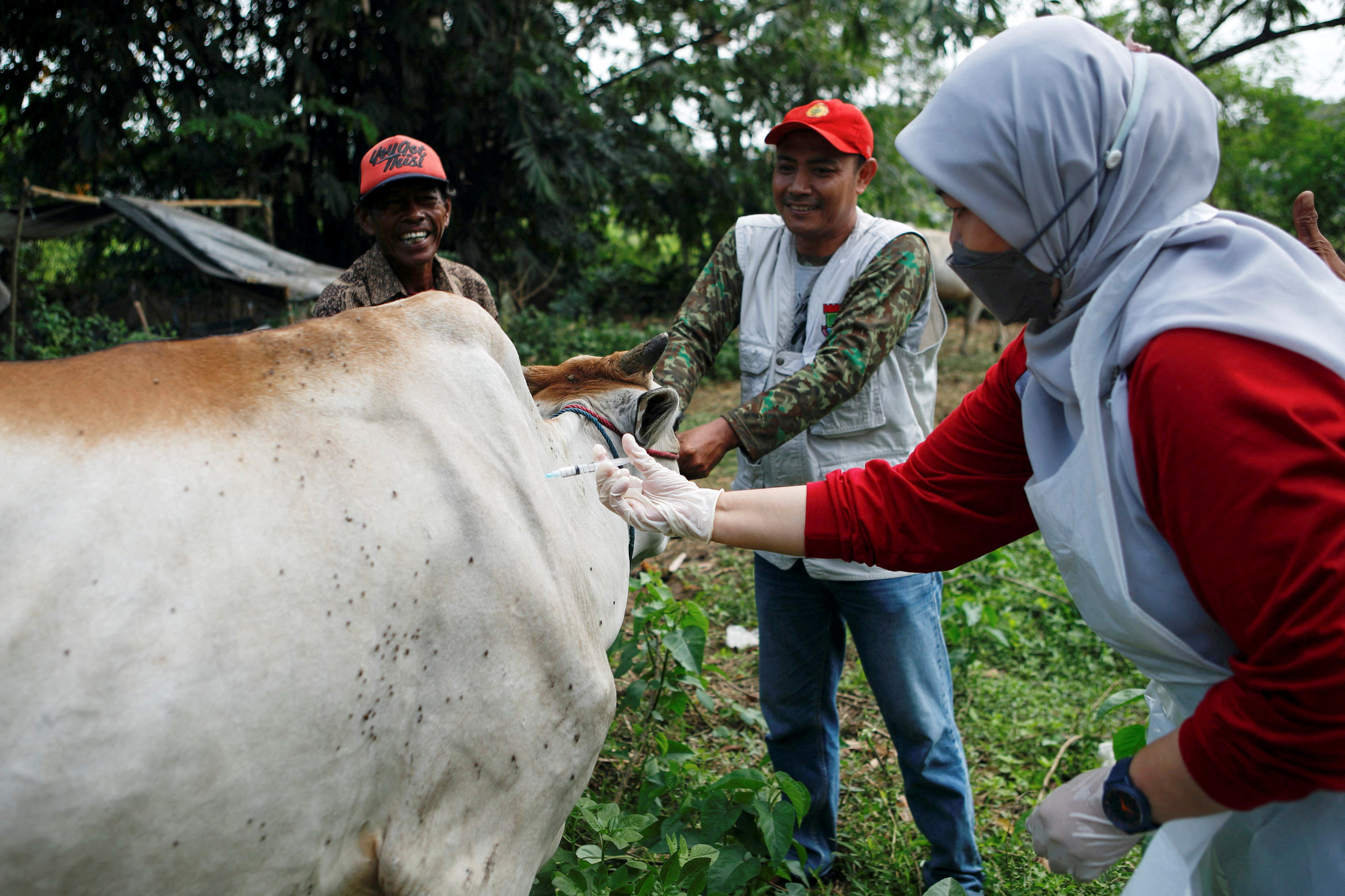 A department of Agriculture and Food Security officer injects a cow with a dose of vaccine to prevent the spread of foot and mouth disease at a cattle farm in Tangerang