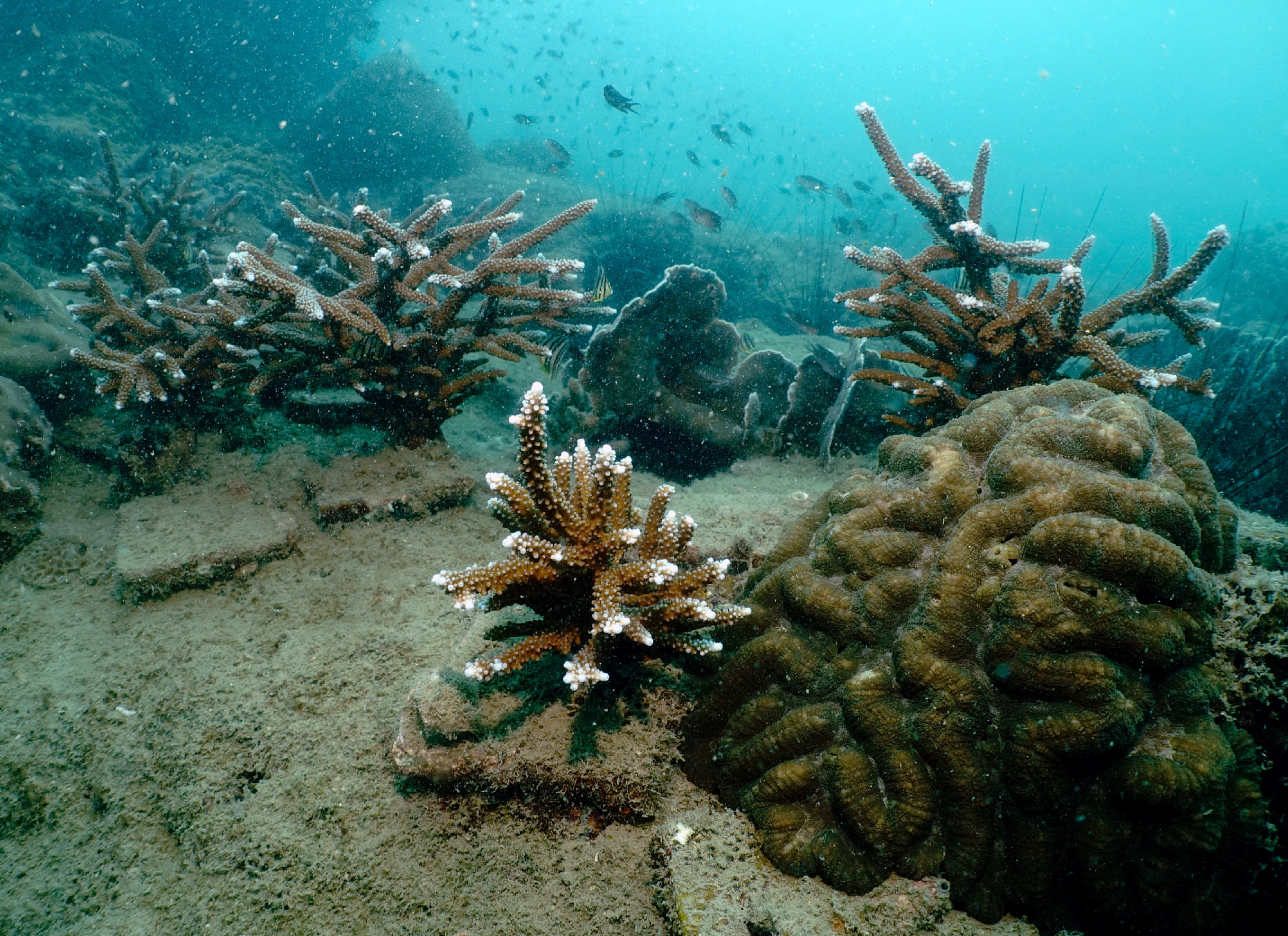 Replenished staghorn corals are seen in the waters off Man Nai Island
