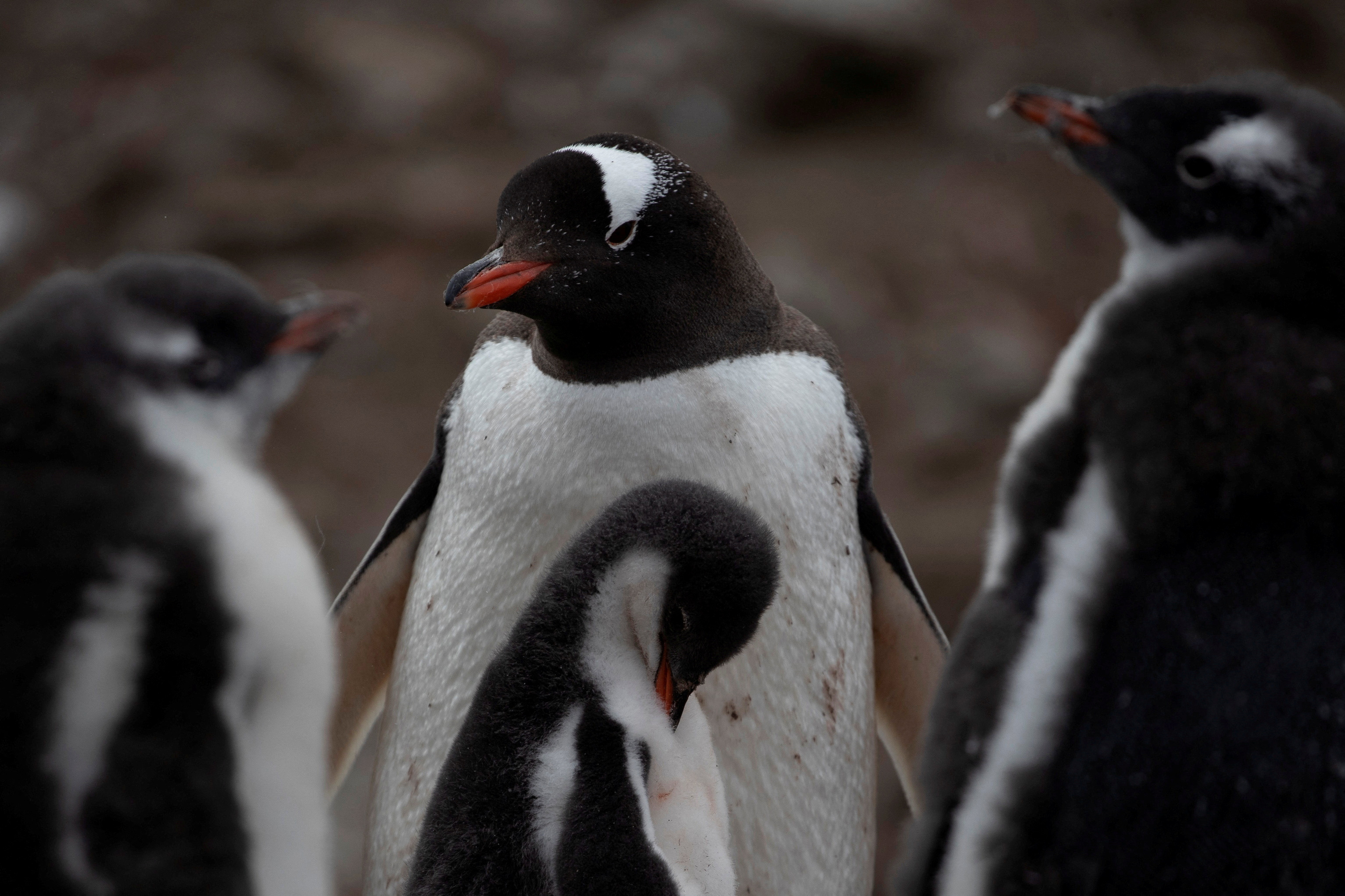 On board the Antarctic expedition that reveals dramatic penguin decline