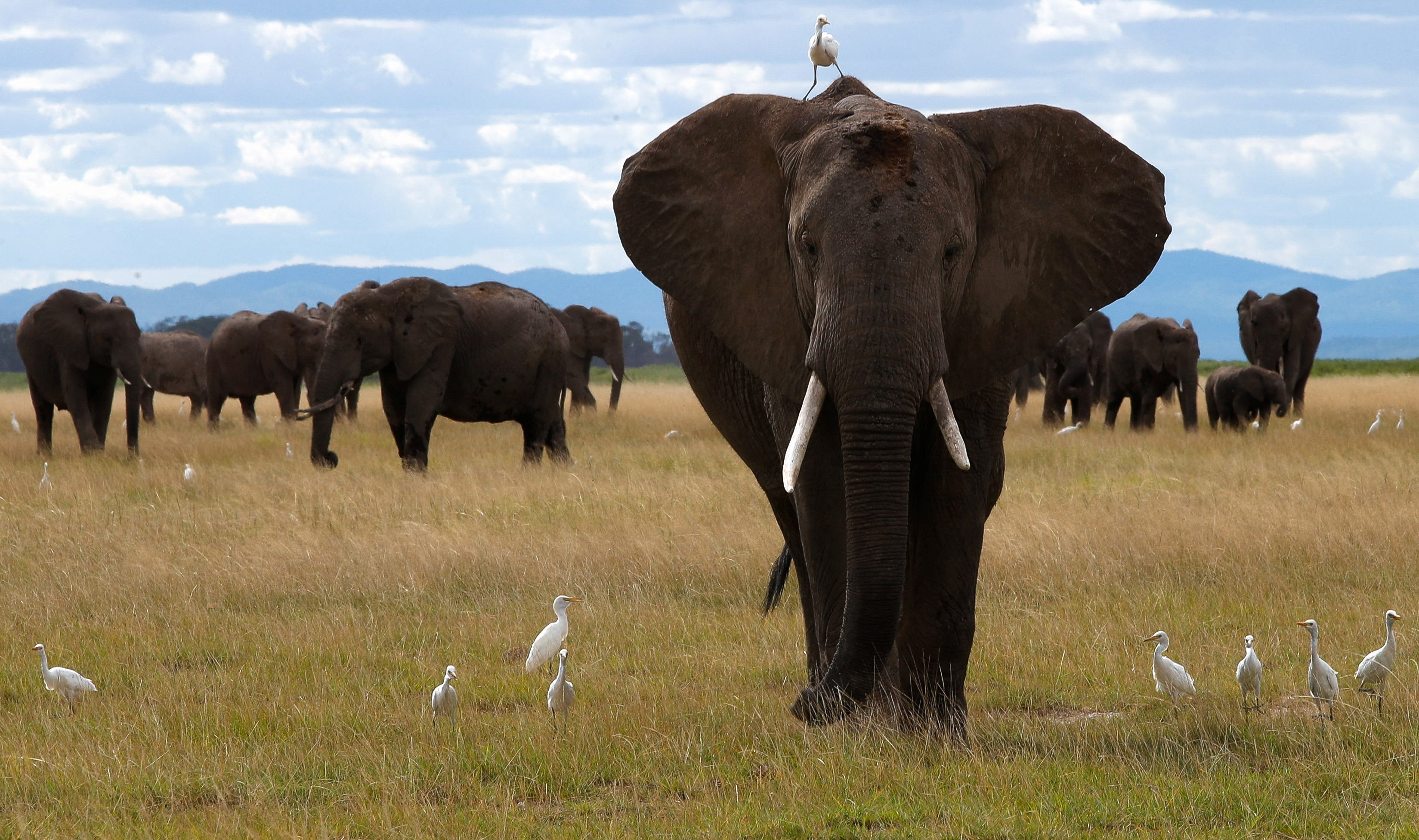 A bird perches on an elephant as it walks at the Amboseli National Park in Kajiado County