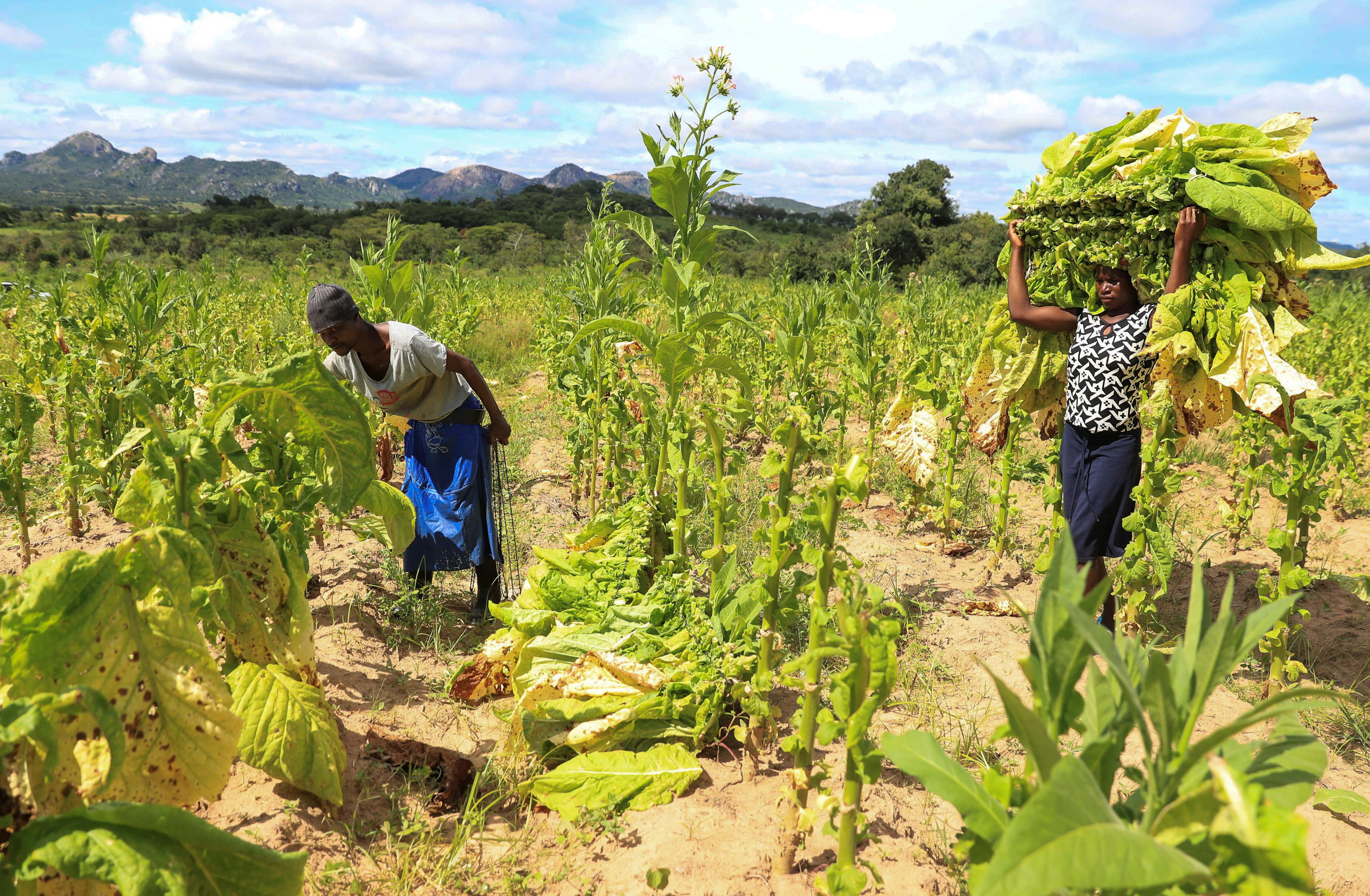 Workers harvests tobacco at Tzoro farm in Centenary