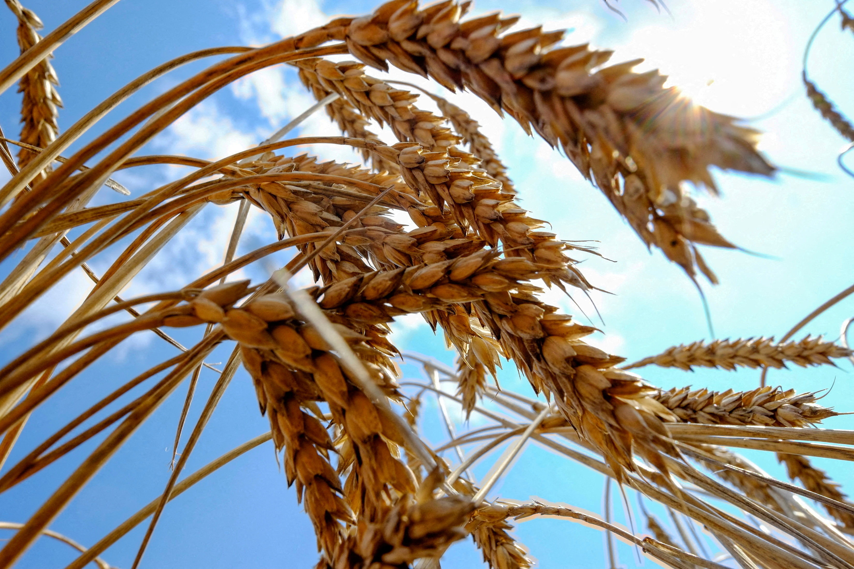 Wheat is seen in a field in Nikolaev