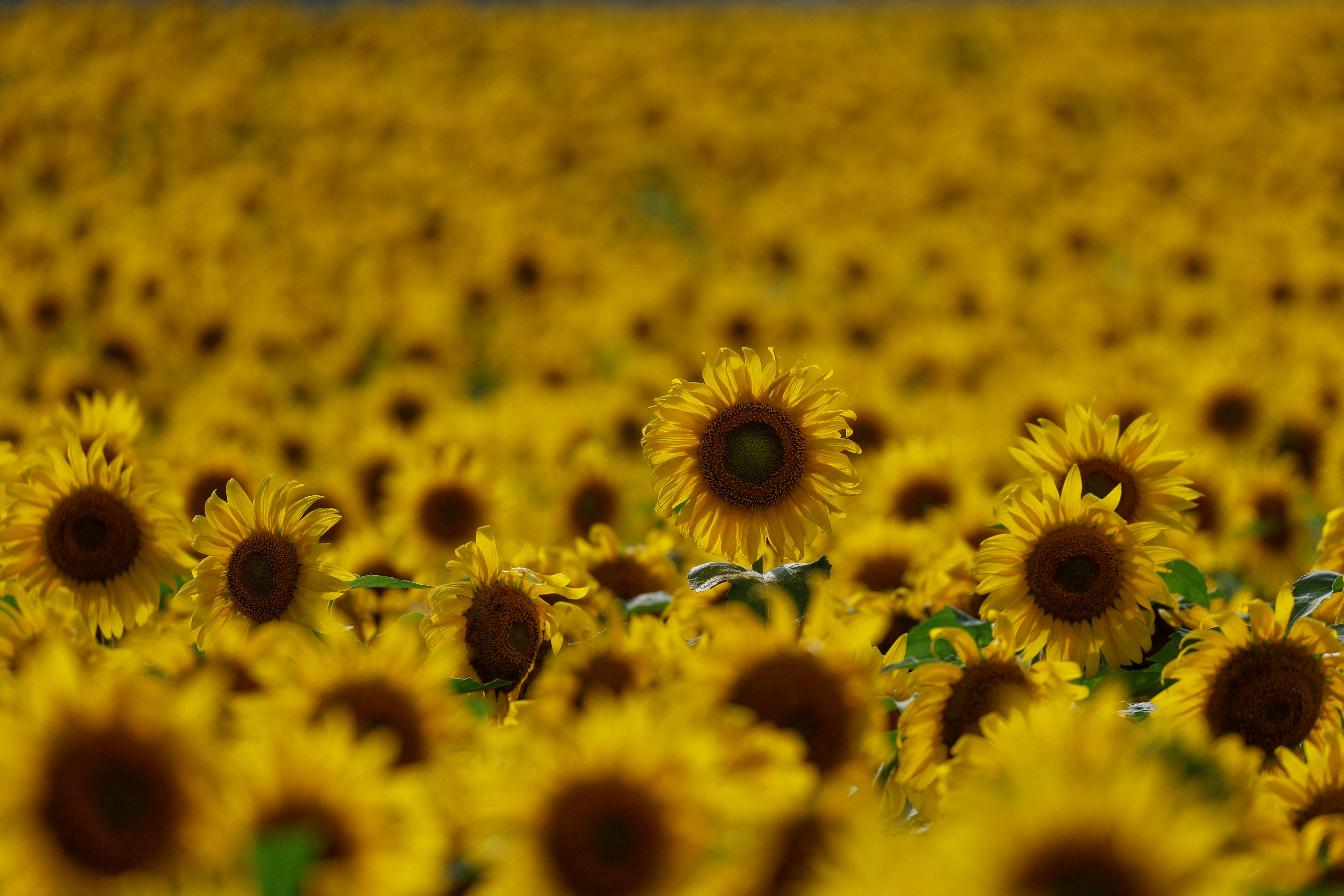 Sunflowers are seen in a field in Chernihiv region