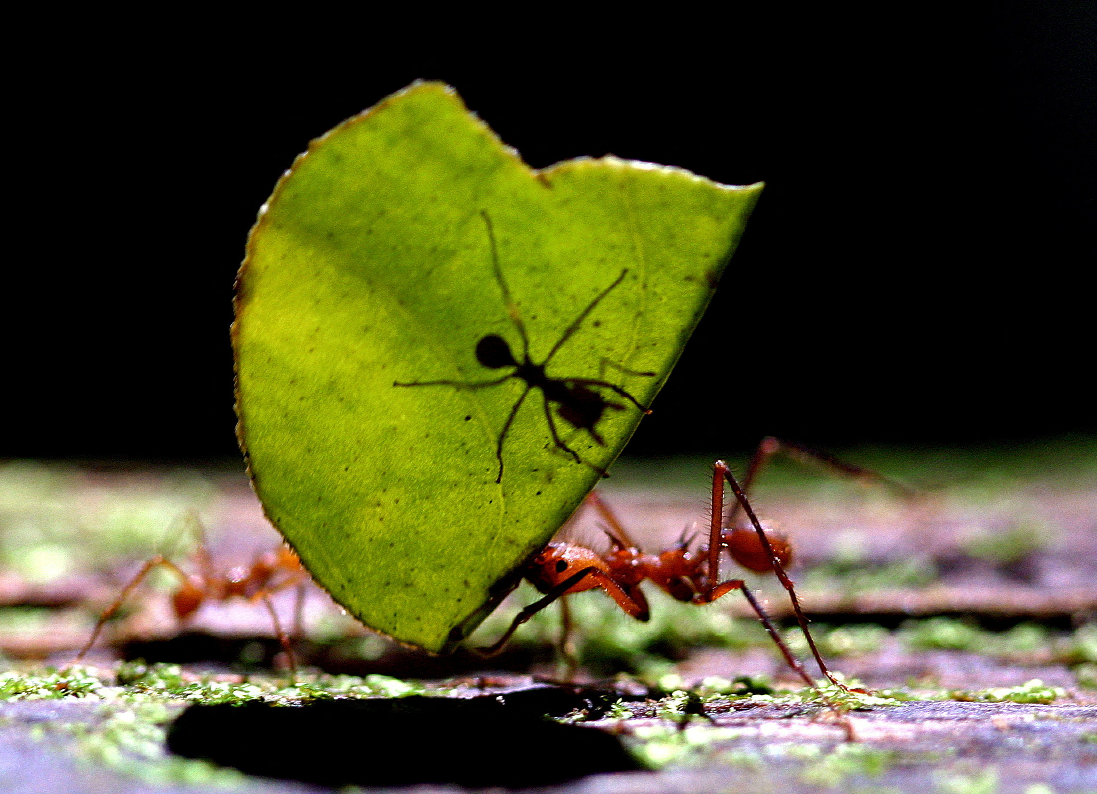 - PHOTO TAKEN 12JAN06 - A Leaf-cutting Ant (Atta cephalotes) carries a leaf with another ant at La S..