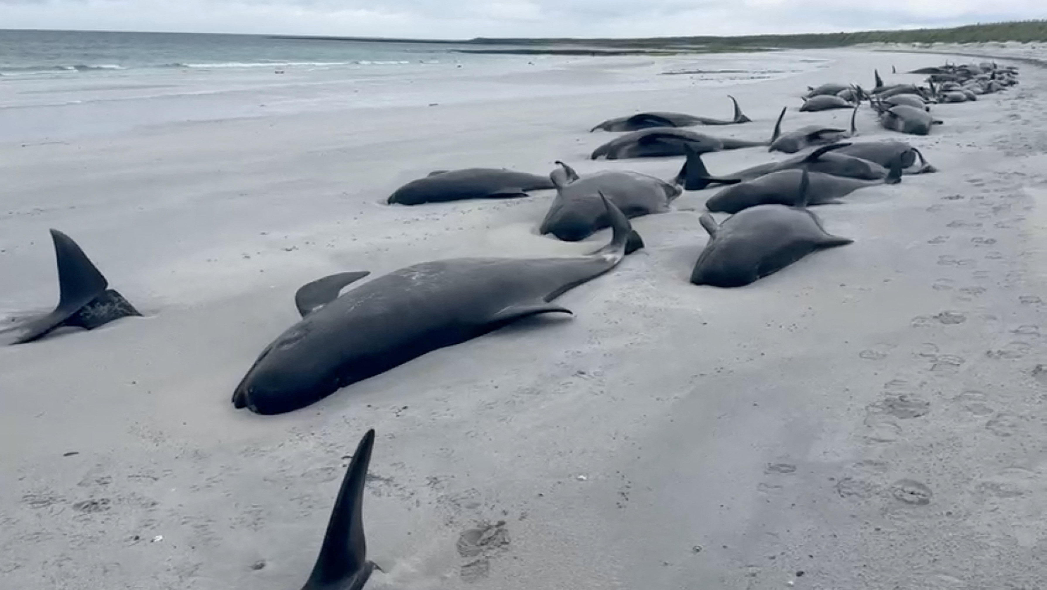 At least 65 pilot whales die in Scottish mass stranding | Reuters