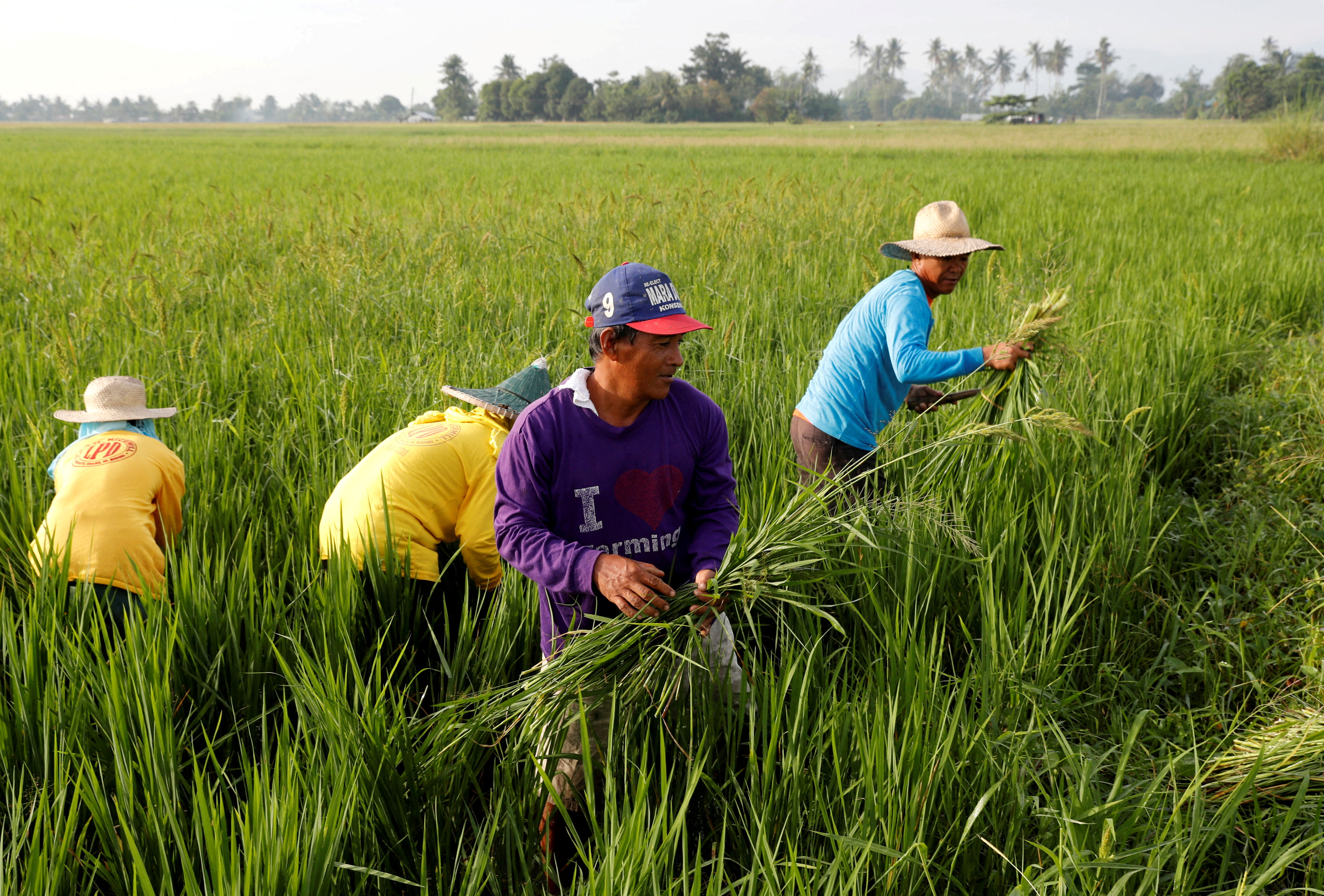 filipino rice farmers