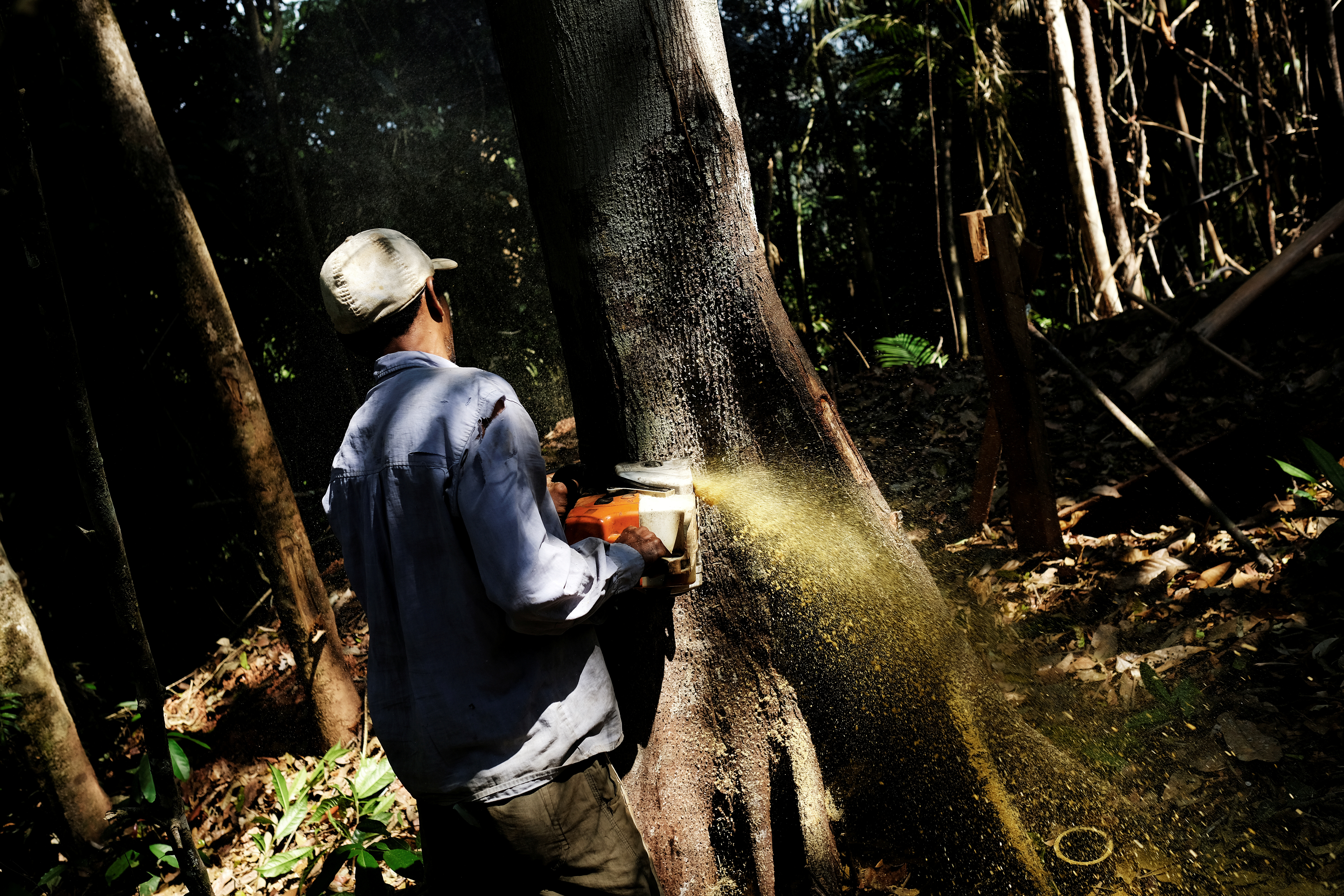 Man cuts down a tree with a chainsaw in a forest in the municipality of Itaituba