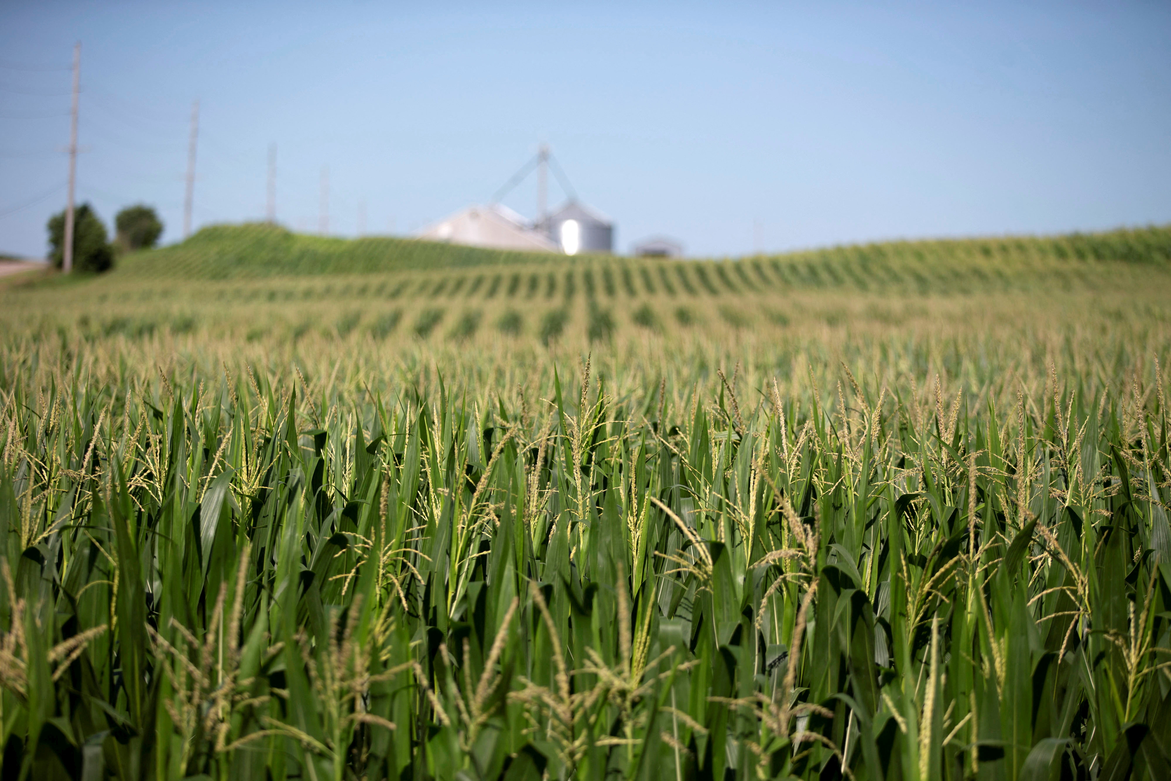 Corn grows in a field outside Wyanet, Illinois