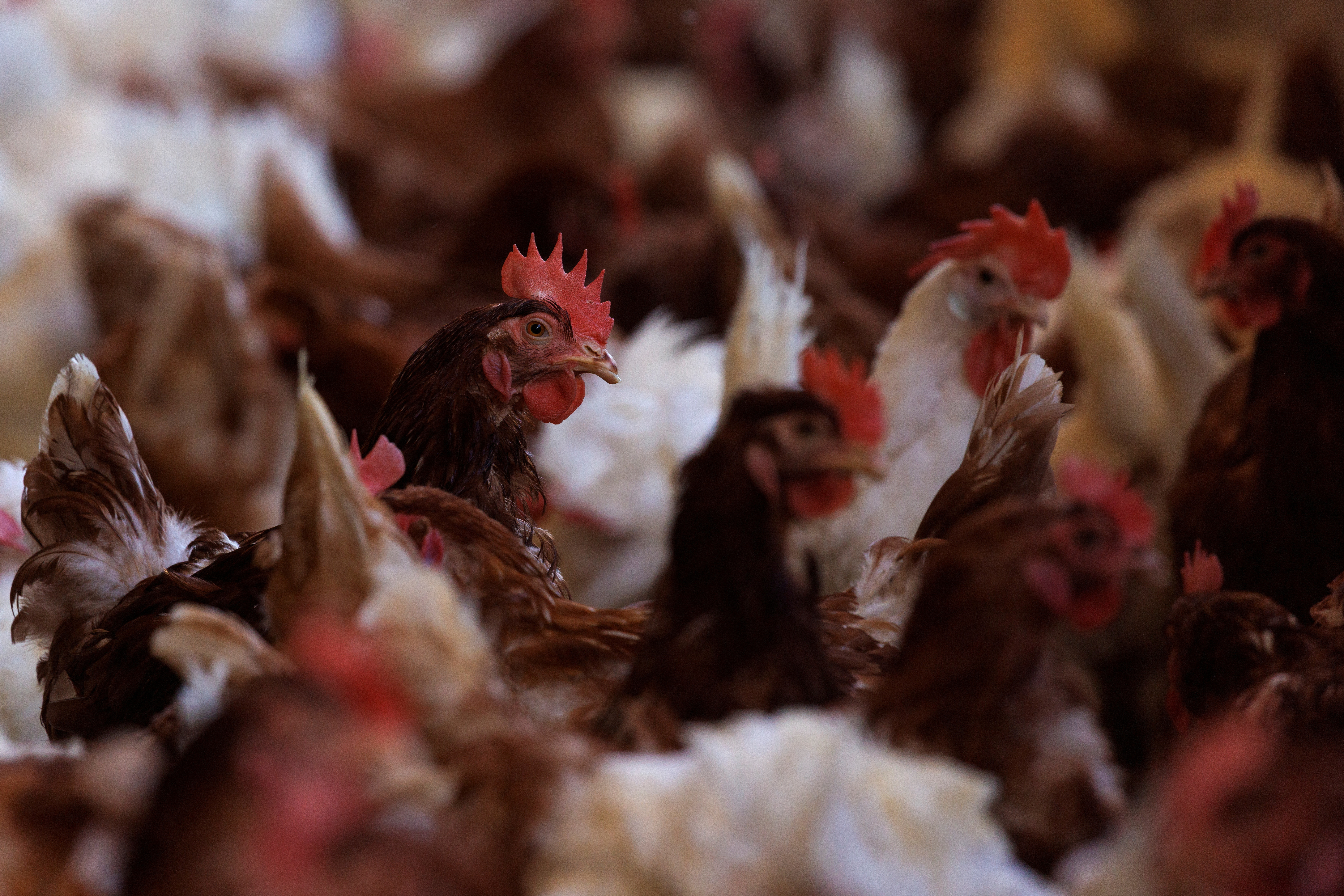 Cage-free chickens are shown inside a facility at Hilliker's Ranch Fresh Eggs in Lakeside
