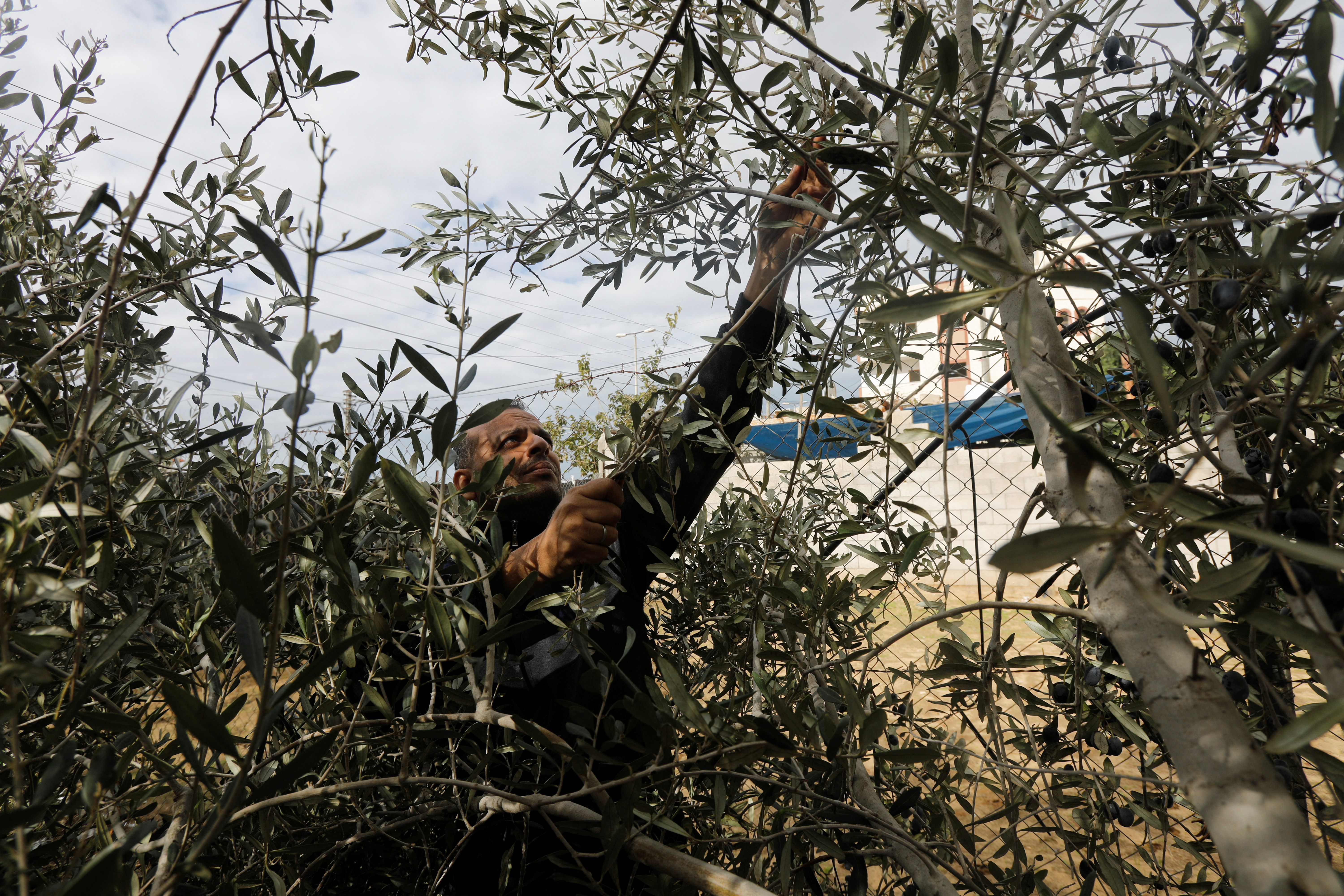 The olive tree, symbol of Palestine and mute victim of Israel's war on Gaza, Israel War on Gaza