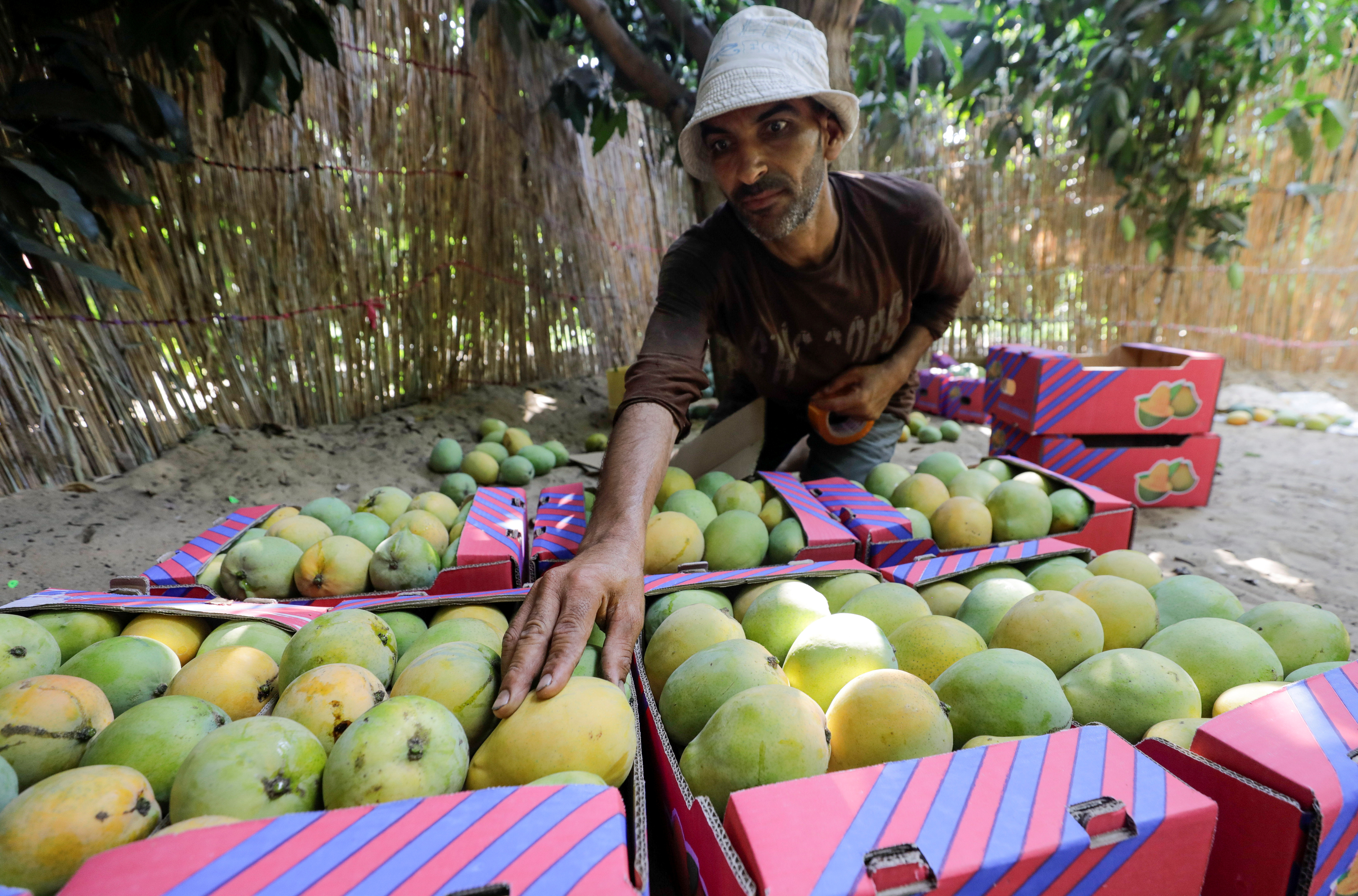 A farmer arranges mangoes after the yield dropped due to fungus linked to global warming, in Ismailia, Egypt, July 26, 2021. REUTERS/Mohamed Abd El Ghany