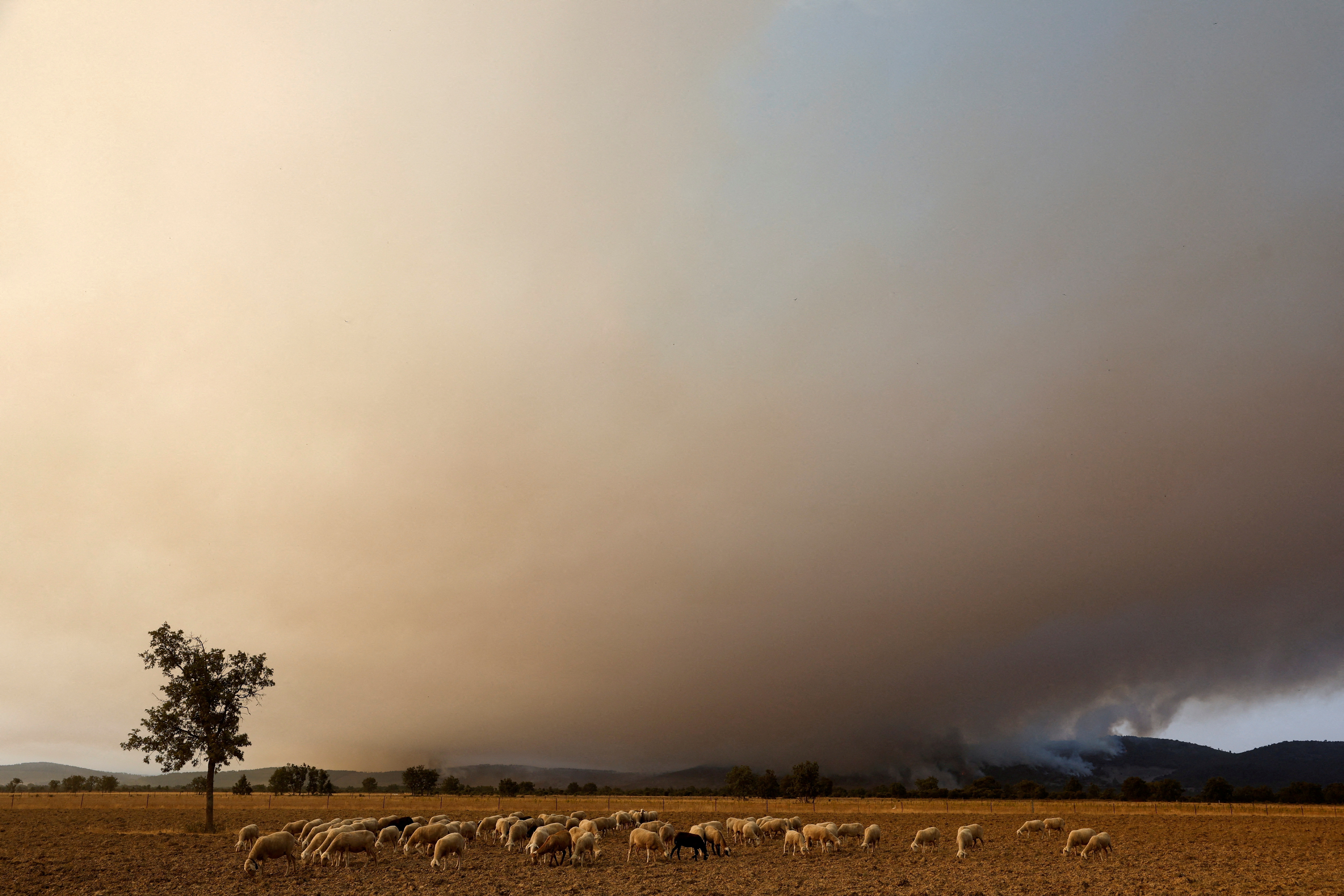 Sheep graze as a wildfire rages on during the second heatwave of the year in the vicinity of Guadapero