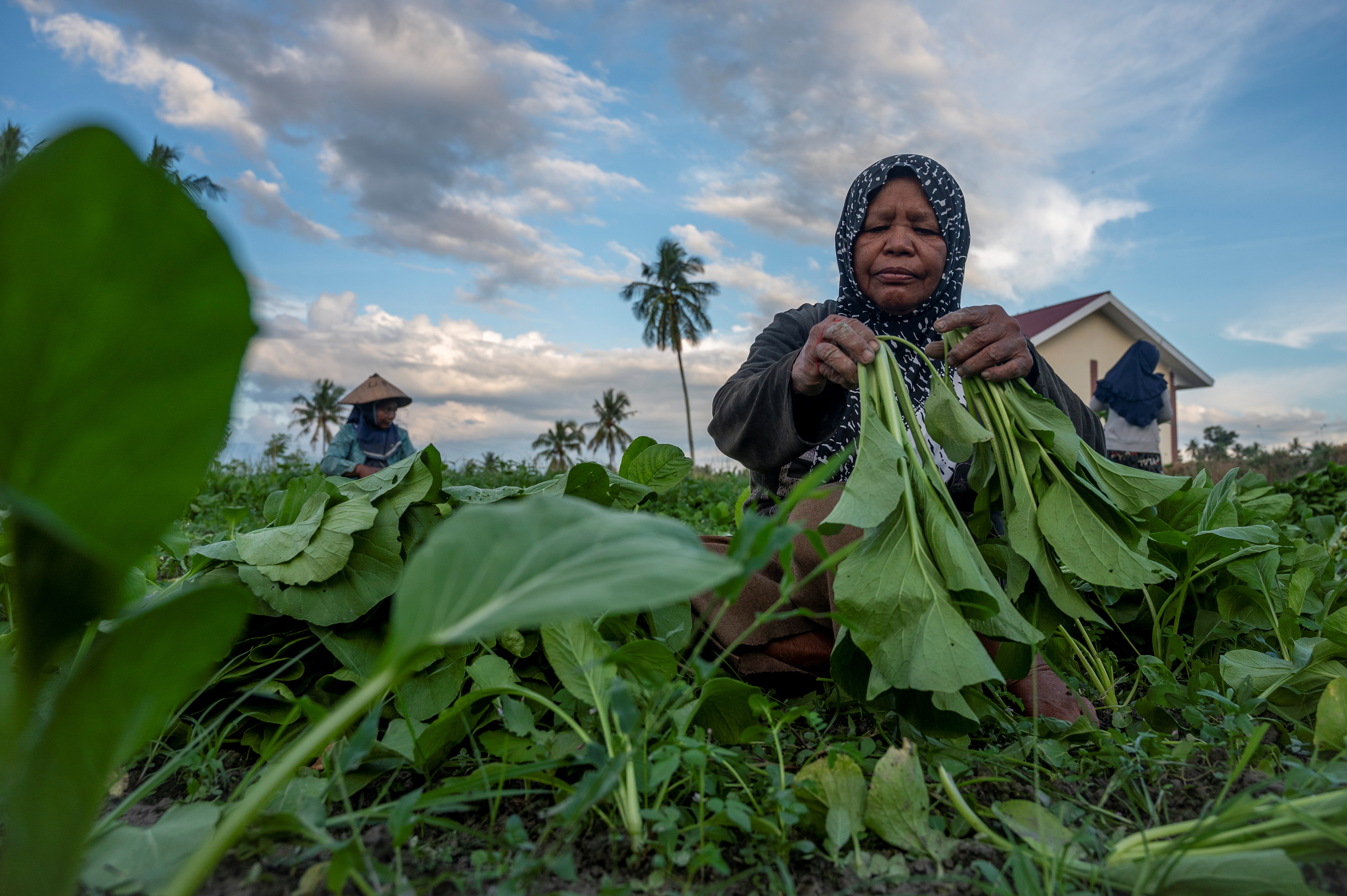 A farmer harvests mustard at Balane village, Central Sulawesi province, Indonesia, August 4, 2021. Antara Foto/Basri Marzuki/via Reuters.