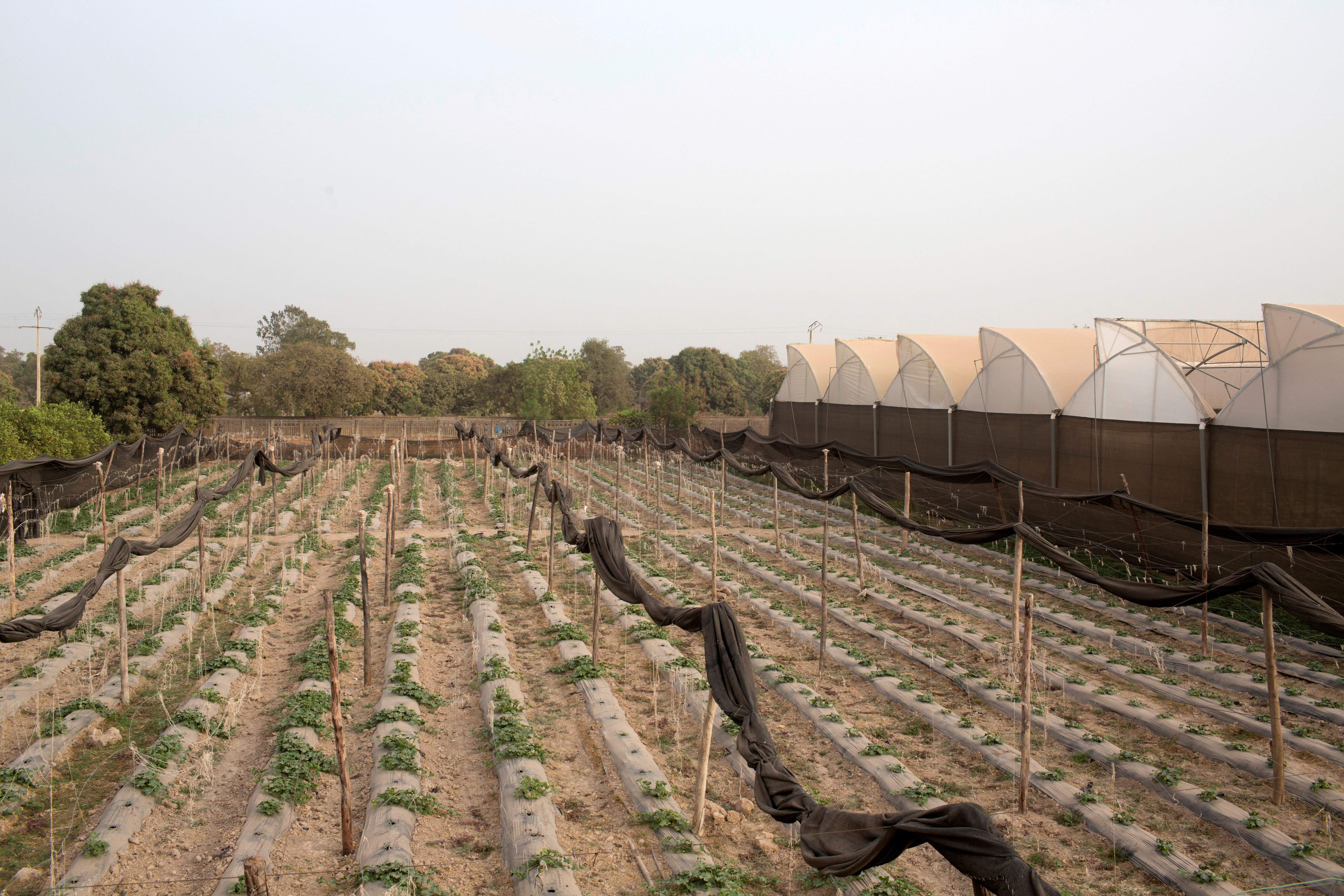 Amadou Sidibe's greenhouses is pictured in Katibougou