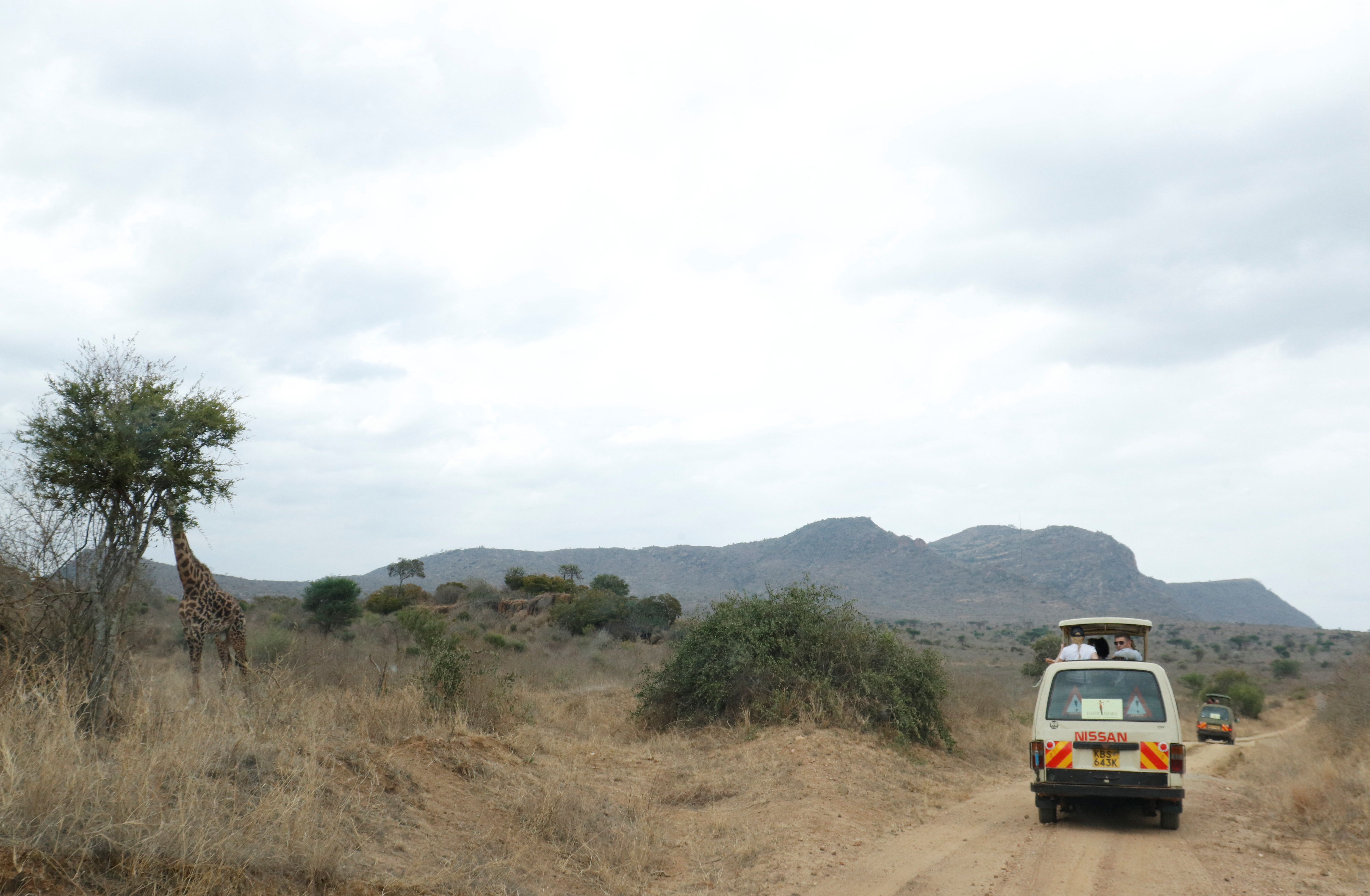 Tourists drive past a giraffe at Tsavo West National Park