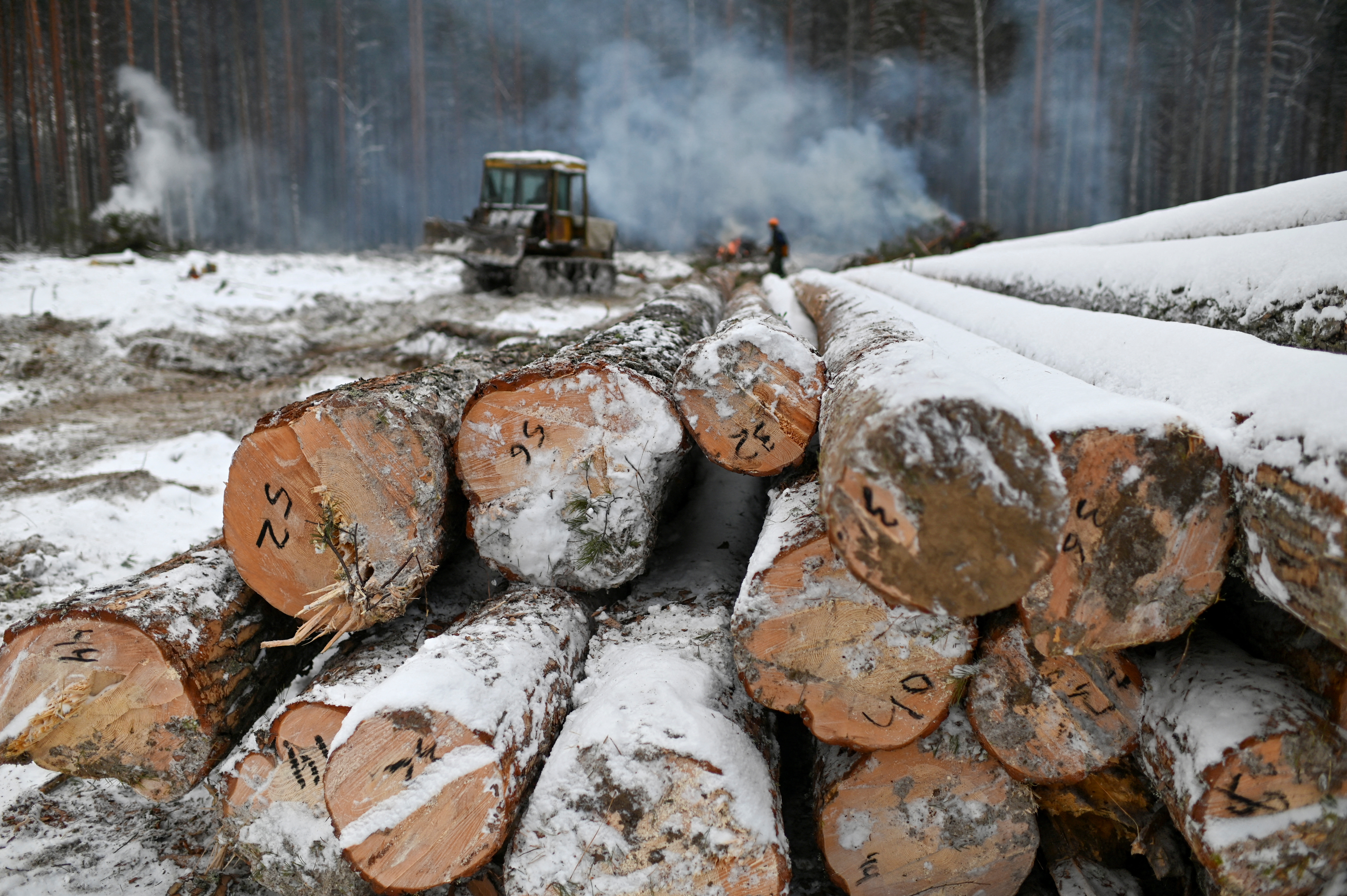 Specialists fell pine trees in the Omsk region