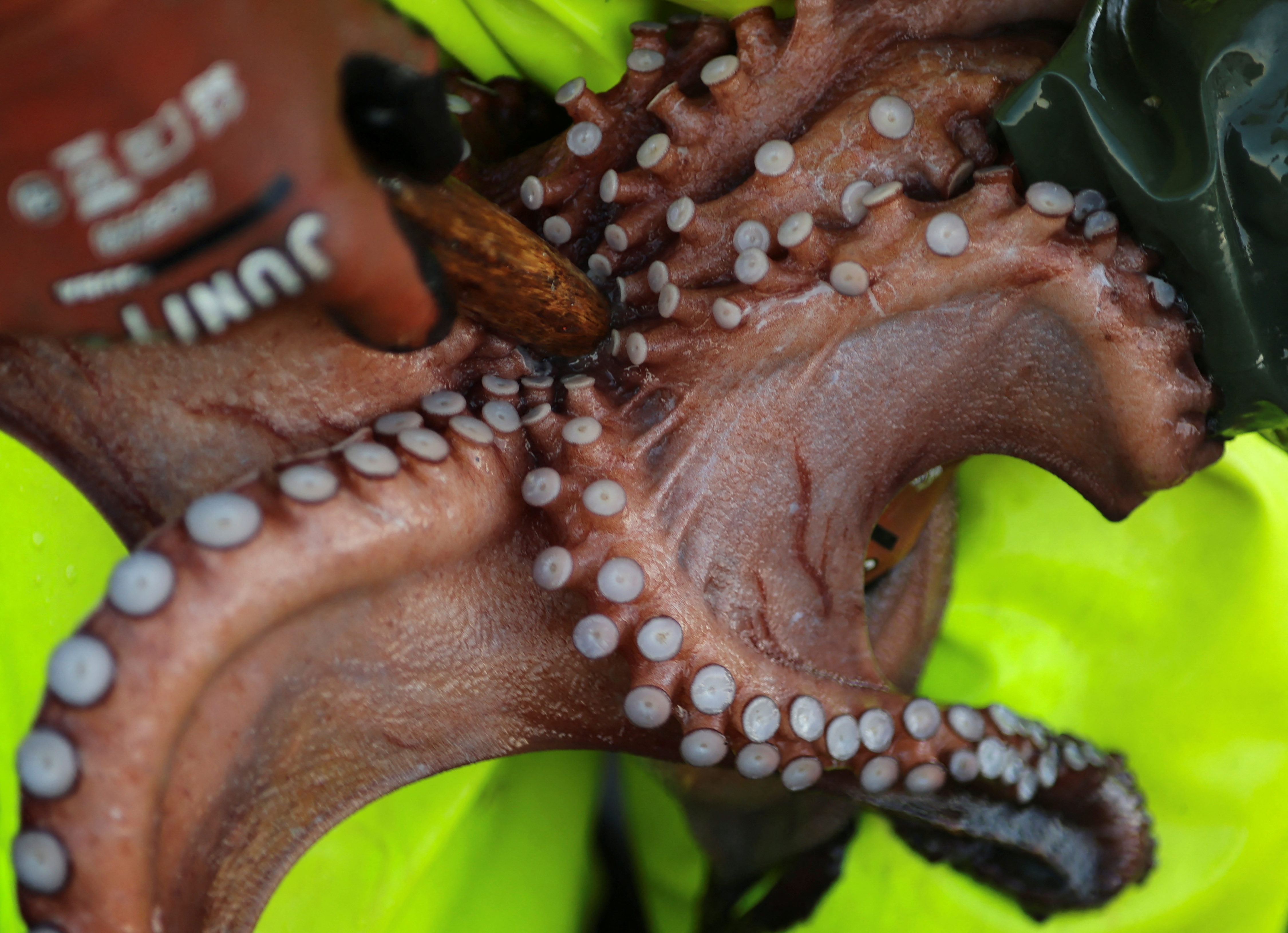Planned Spanish octopus farm stirs controversy