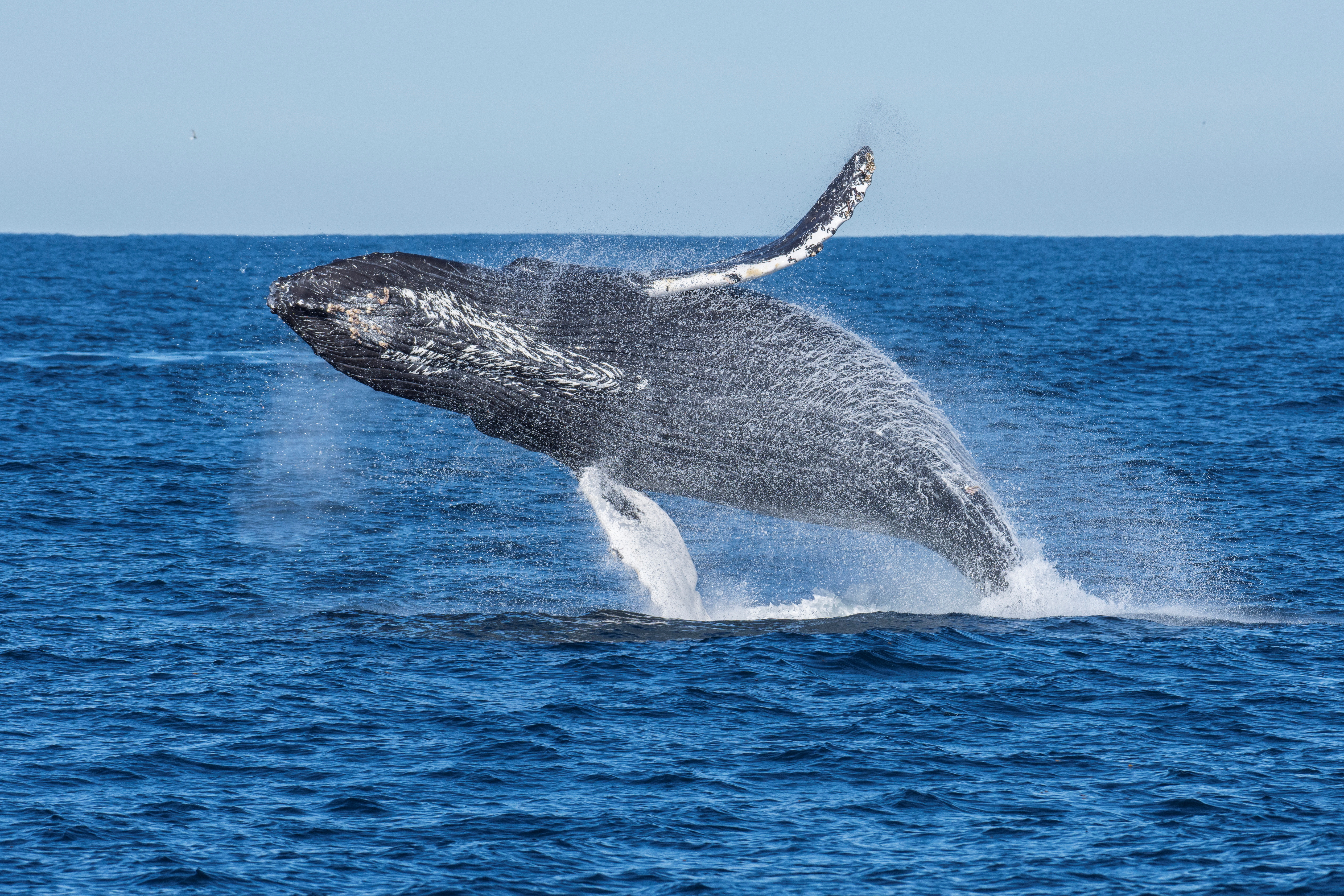 A humpback whale breaches off the coast of California, U.S. in this undated handout photograph. Matthew Savoca/Handout via REUTERS  