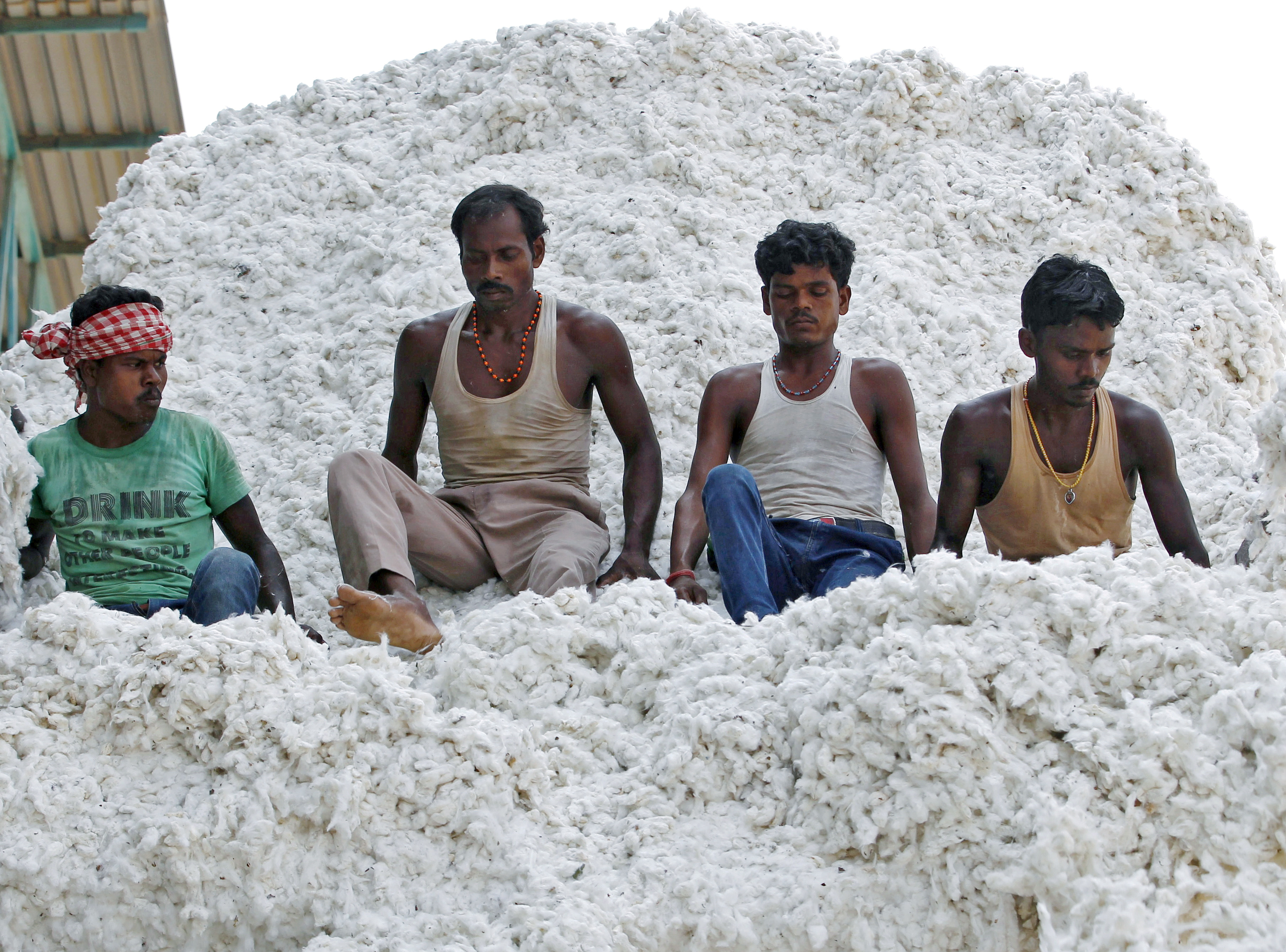 Workers push harvested cotton with their feet as they unload it from a supply truck at a cotton processing unit in Kadi