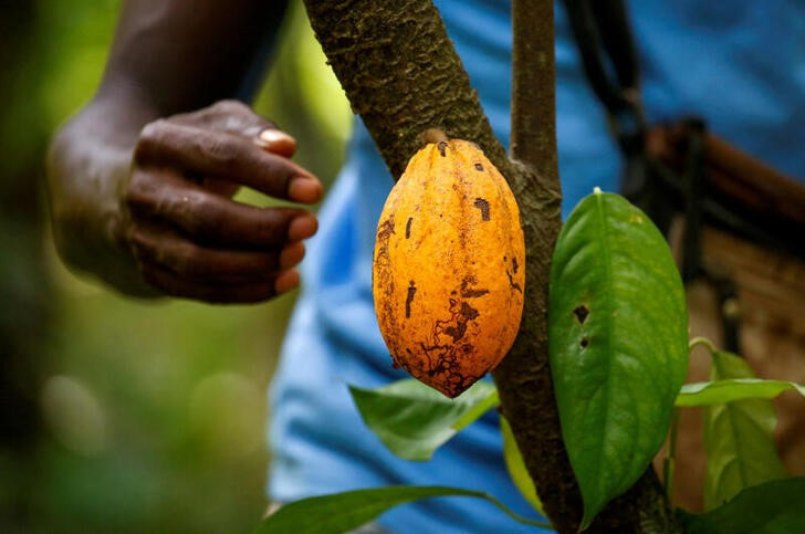 A farmer prepares to collect a cocoa pod at a cocoa farm in Alepe, Ivory Coast