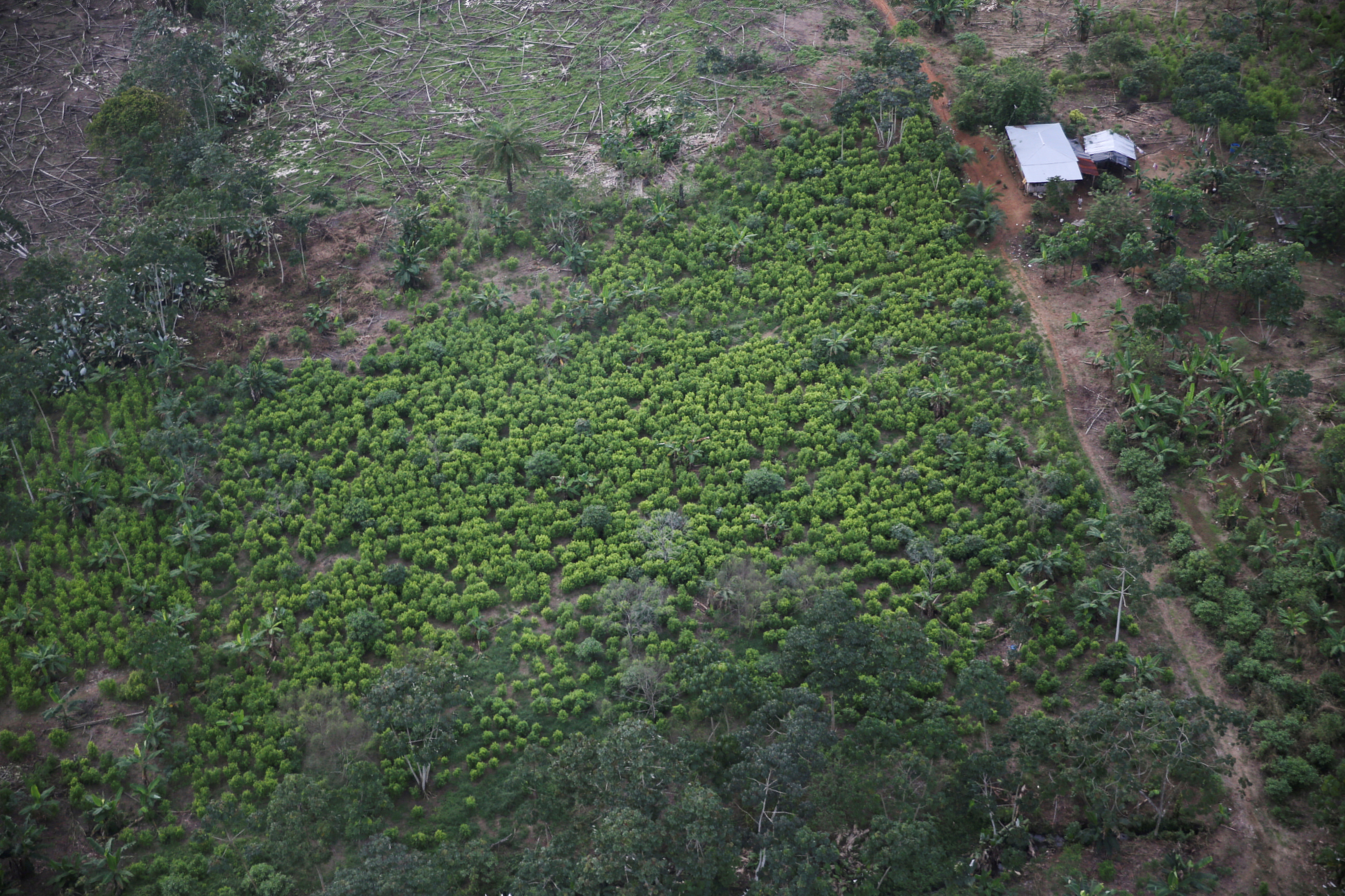 An aerial view of coca plantations in Tumaco