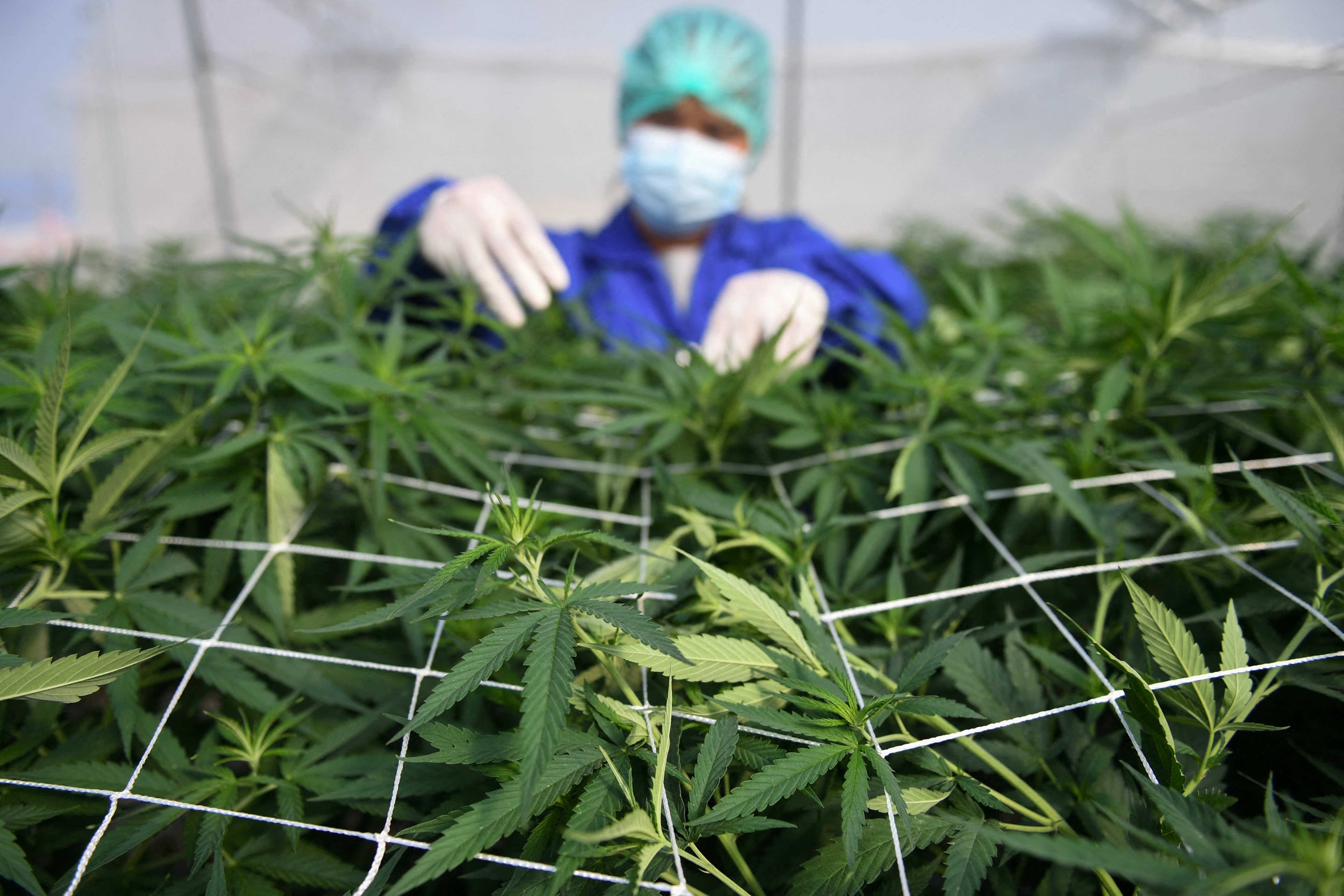 A worker inspects marijuana leaves and care for plants at the Rak Jang farm, one of the first farms that has been given permission by the Thai government to grow cannabis and sell products to medical facilities, in Nakhon Ratchasima
