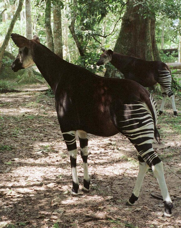 An okapi stands in the Ituri forest in the Congo July 4, 2001. Okapi which is sometimes called the f..