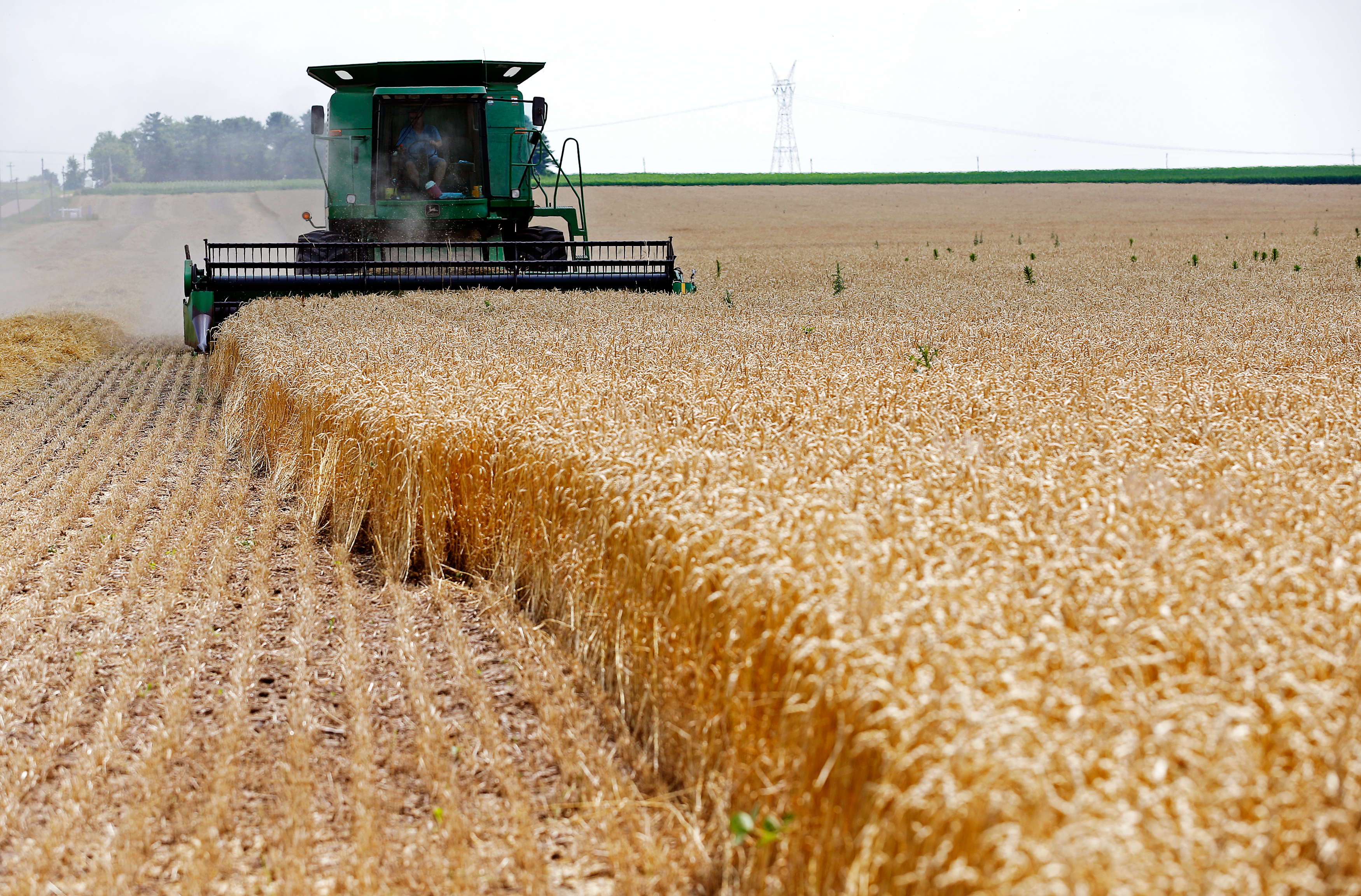 FILE PHOTO - A combine drives over stalks of soft red winter wheat during the harvest on a farm in Dixon, Illinois