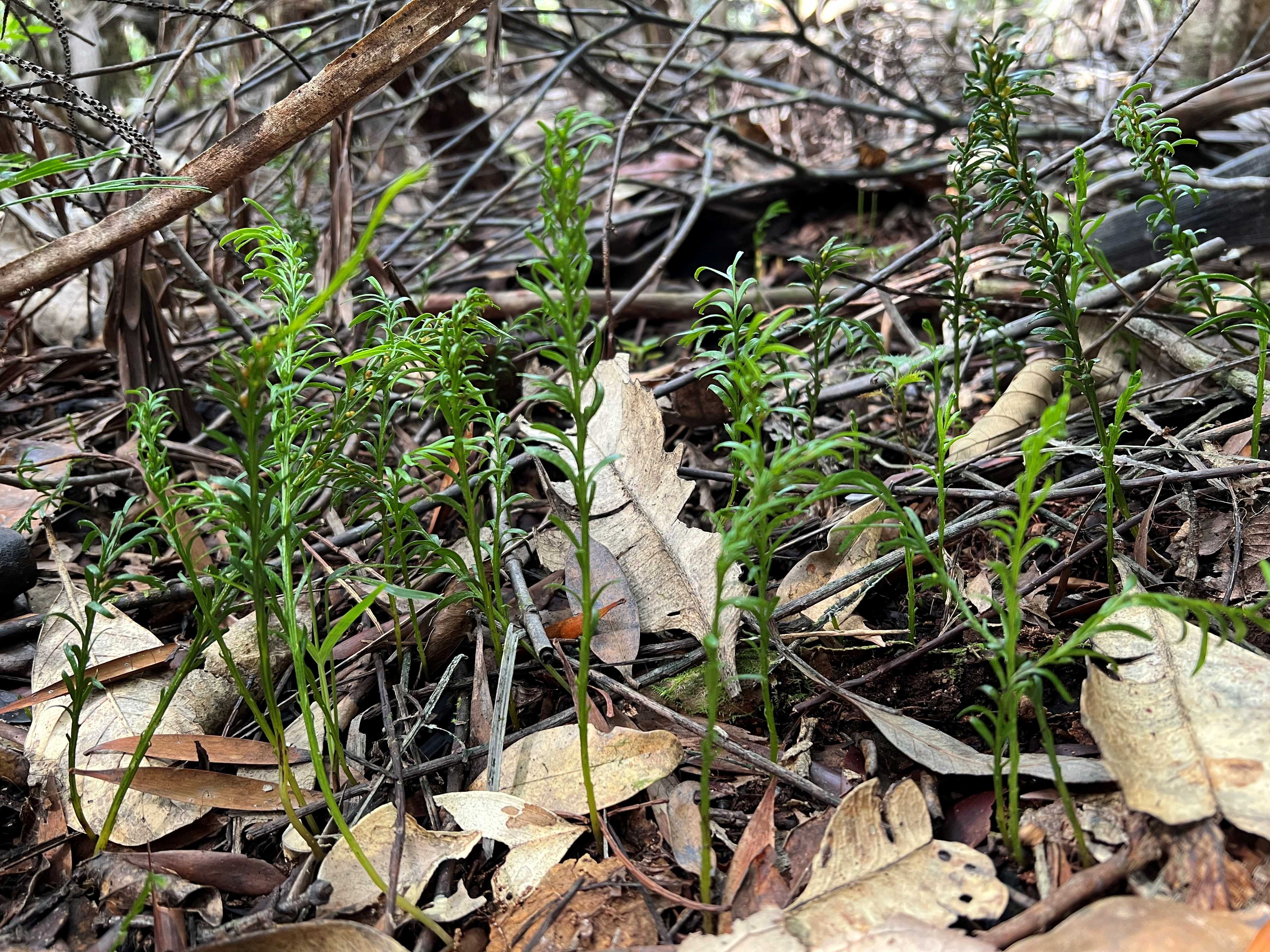 Fildena generikum