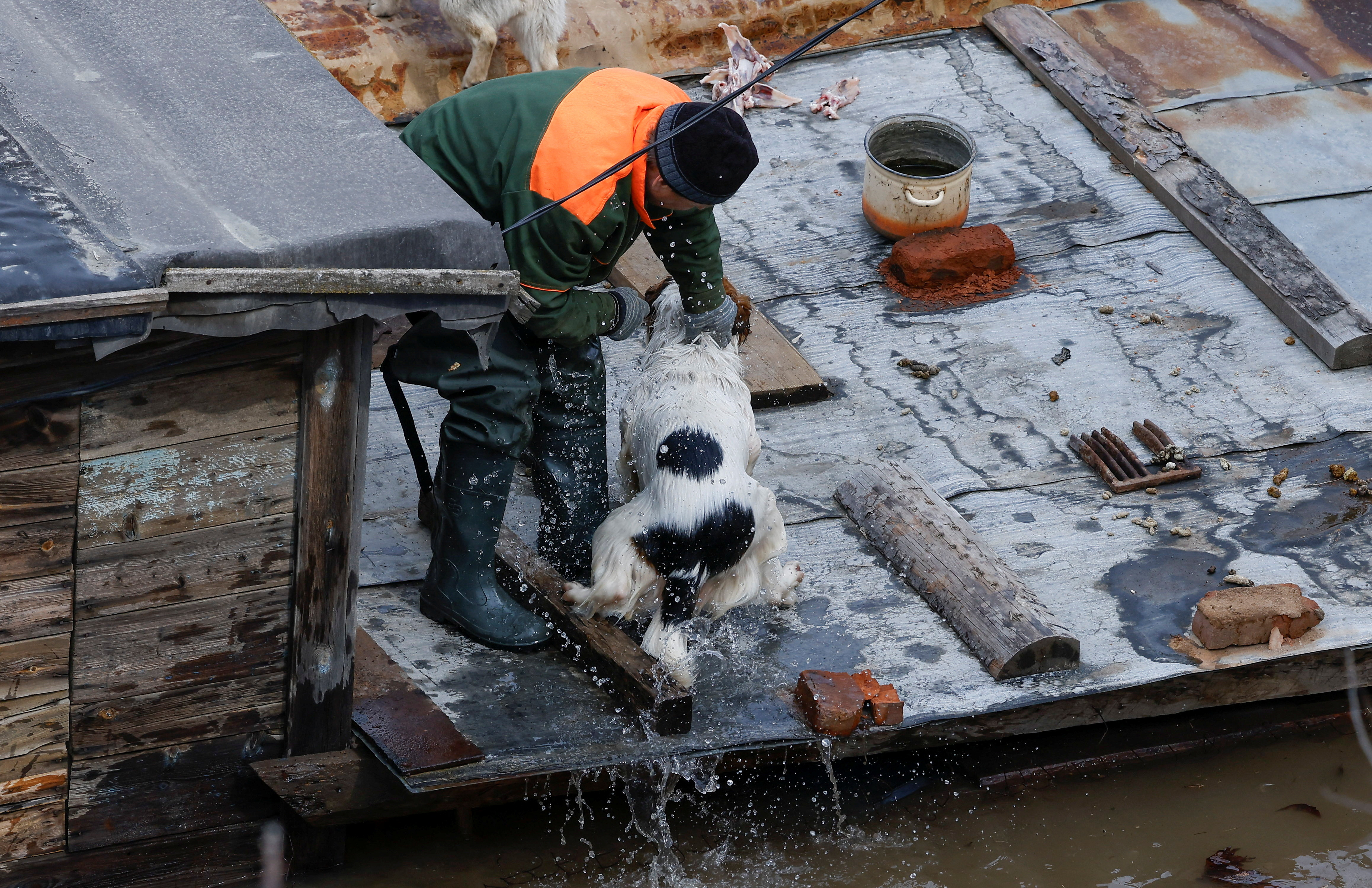 A man visits his flooded house every day to feed dogs stuck on the roof, in Orenburg