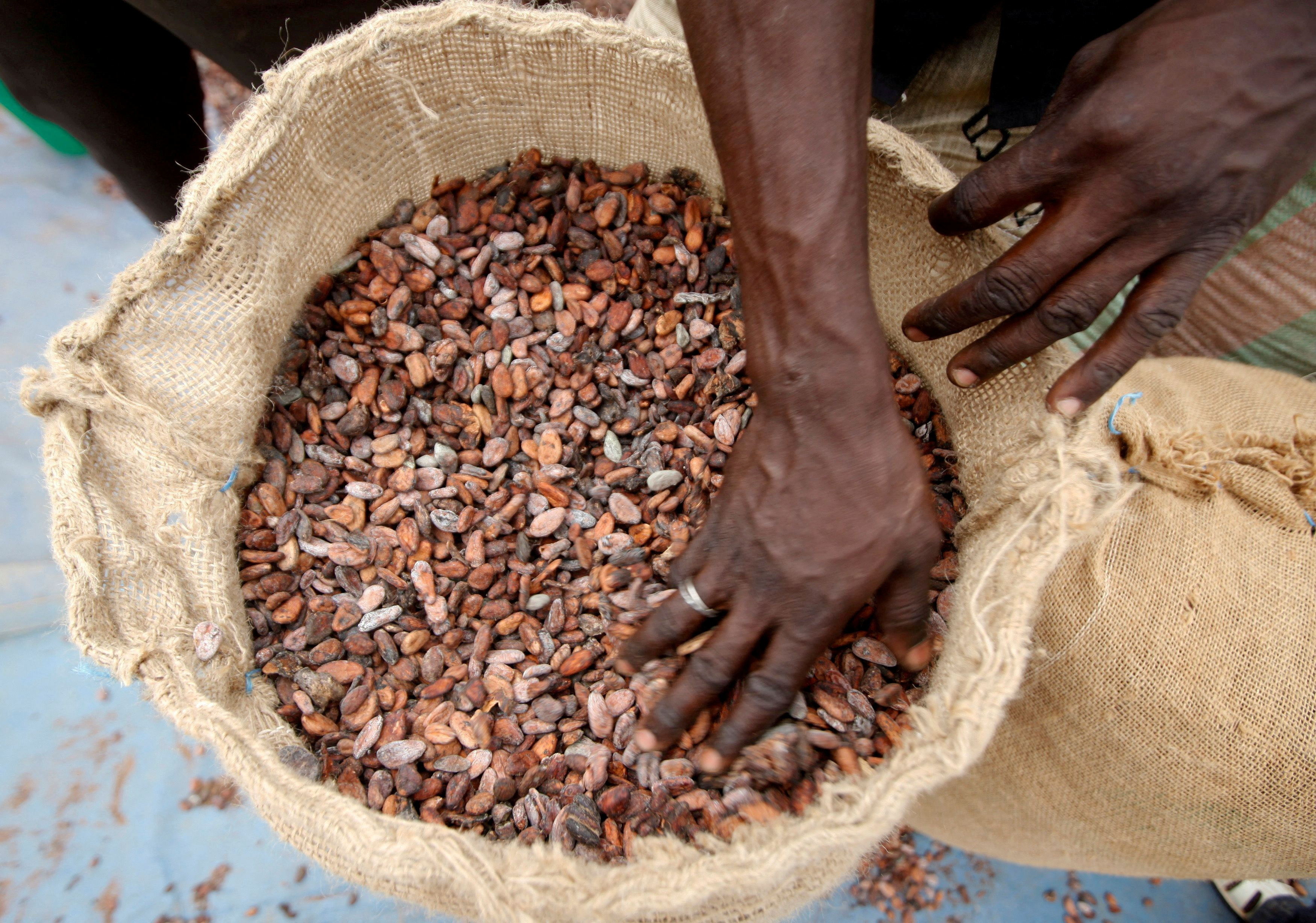 Man prepares cocoa beans for sale in Daloa, which produces a quarter of Ivory Coast's national cocoa output