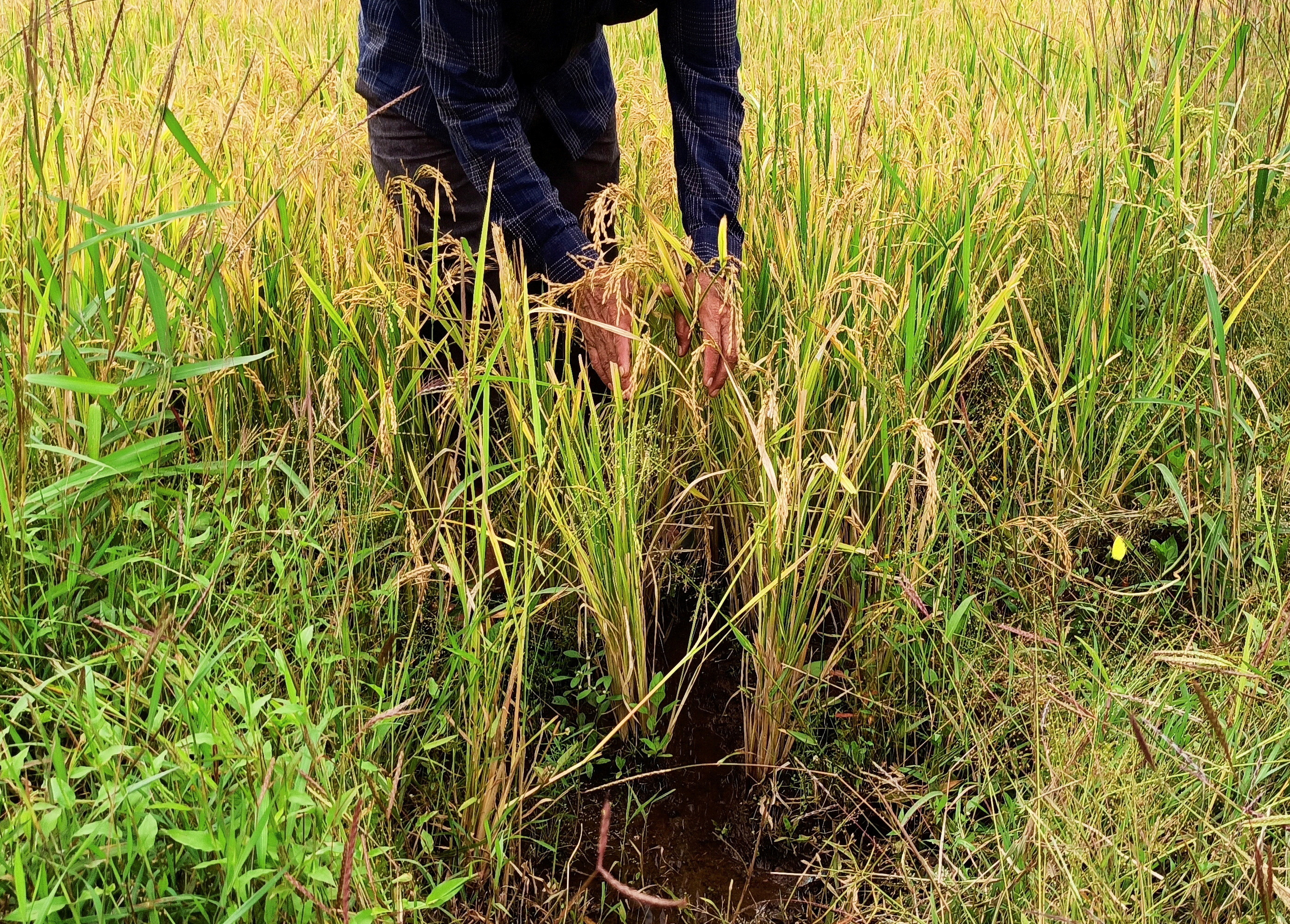 Ibrahim Shaikh shows his rice plants that he says were damaged by excessive rains in his field at Kadadhe village